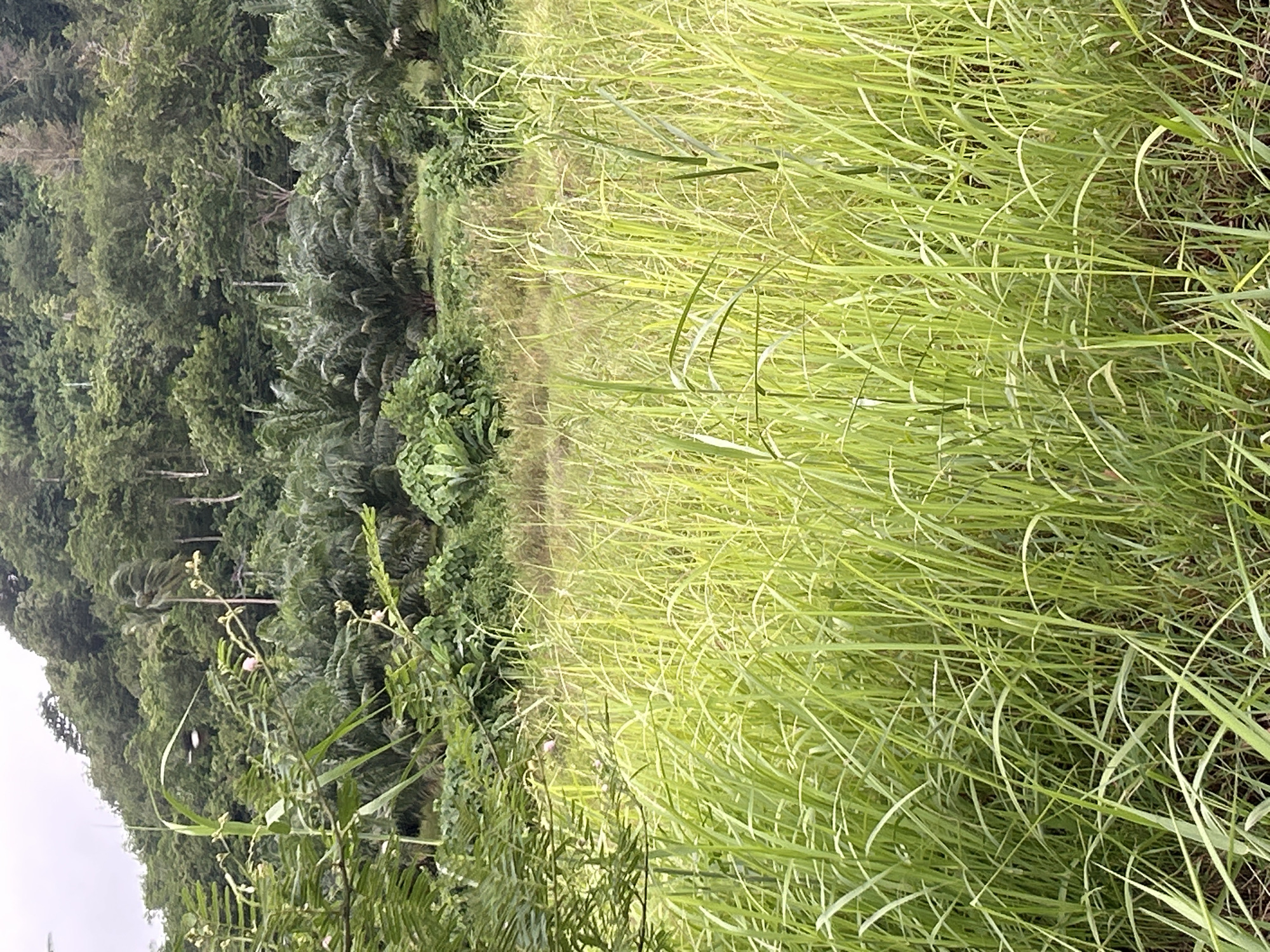 The image depicts a lush, verdant landscape dominated by tall, green grasses in the foreground. Behind the grasses, a dense, tropical forest covers a hillside, with palm trees interspersed amongst the foliage. The sky is overcast, suggesting a humid or rainy day. The scene appears to be in a rural or natural area, possibly on the outskirts of Kathu, Thailand, characterized by its abundant vegetation and hilly terrain. There are no people or specific structures visible in the image, giving it a natural and undeveloped feel.