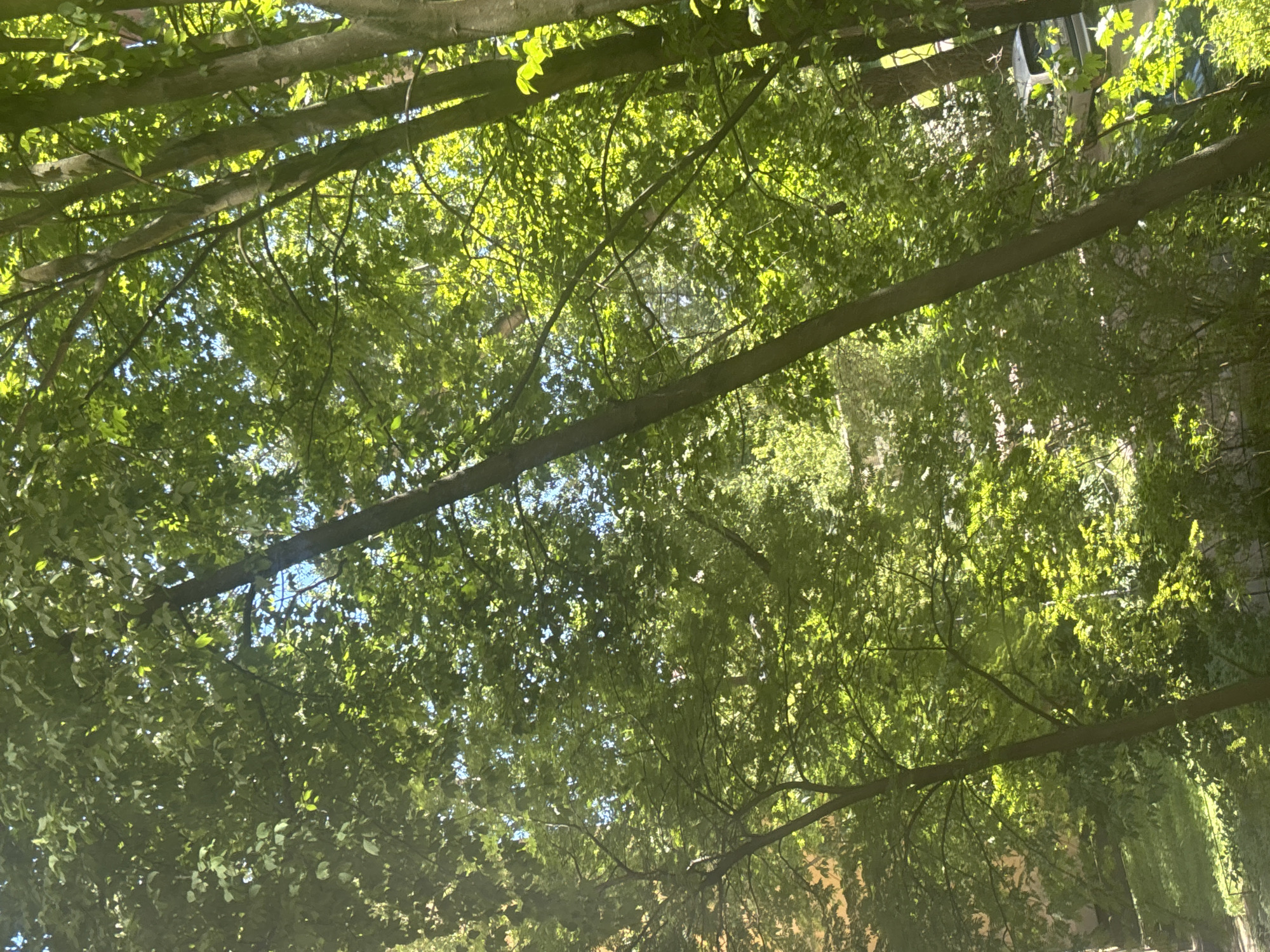 The image depicts a view looking upwards through dense green foliage of trees, with sunlight filtering through the leaves, creating a dappled effect. The scene is dominated by shades of green and the texture of leaves and branches. In the background, through breaks in the foliage, glimpses of blue sky can be seen. There are several tree trunks, some appearing to lean at an angle. The lower left portion of the image shows a hint of a building with a warm-toned facade and some grass or ground cover. Towards the lower right, a part of a silver vehicle is visible amongst the trees, suggesting an urban or suburban environment. The overall impression is one of a leafy, sun-drenched natural setting within a built-up area. This image was taken in Saint Petersburg, Russia.