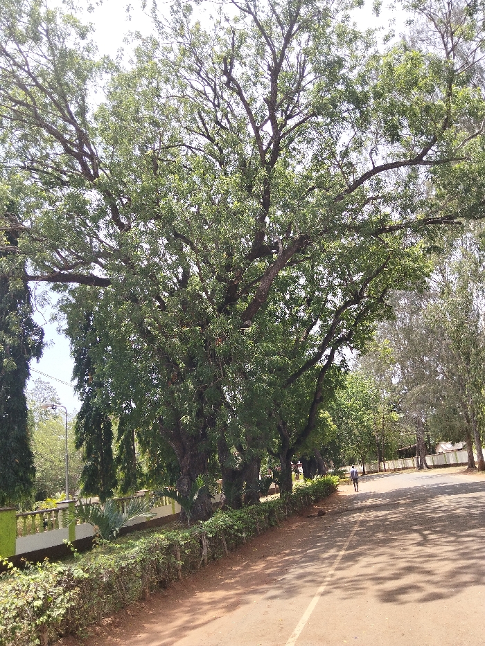 This image captures an outdoor environment in Waa Ngombeni ward, Kenya, under clear daylight. A large, mature tree with a thick trunk, numerous gnarled branches, and dense green foliage dominates the left and central portions of the frame, extending into the midground. To the left of the dirt road, a neatly trimmed green hedge borders a light-colored balustrade with green detailing. Behind the balustrade, several smaller plants, including at least one palm-like specimen, are visible. A tall streetlamp pole is situated behind the balustrade on the left. The foreground and midground feature an unpaved, reddish-brown dirt road with a faint white line running parallel to the hedge. Shadows from the trees are cast across the road. In the midground, a single individual is walking away from the camera on the road, clad in a light-colored top and dark trousers. A line of varied trees extends along the right side of the road into the background, with distant, lighter-toned vegetation and potentially low structures beyond them. The sky is bright and unobstructed.