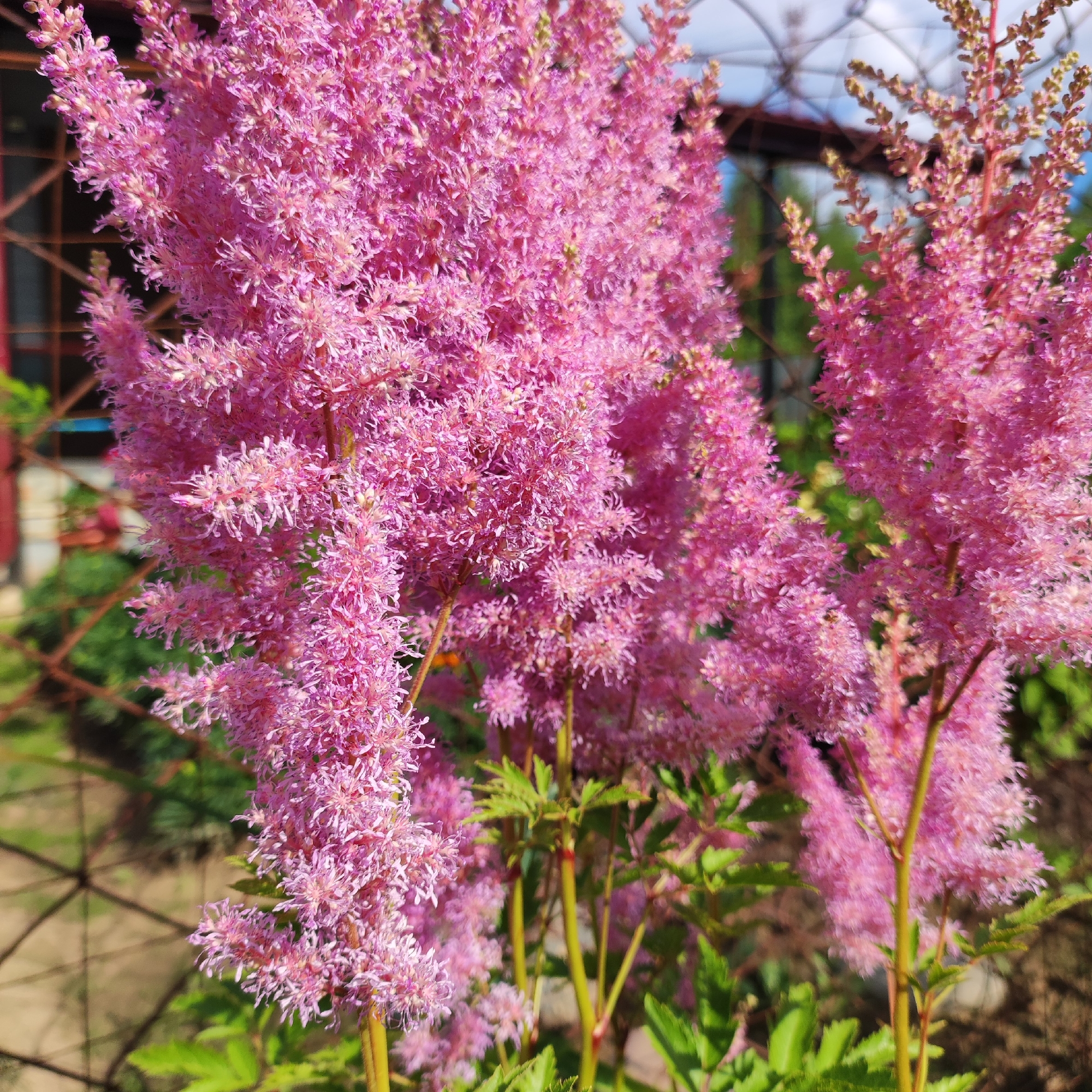 In Navoloki, Russia, a close-up shot captures several bright pink astilbe flowers in bloom. The flowers are densely packed with feathery plumes, their delicate petals creating a soft, airy texture. The background is blurred, with hints of green foliage, a brown wire fence, and a wire structure, possibly a greenhouse or trellis, against a bright blue sky. The sunlight illuminates the flowers, highlighting their vibrant color and intricate details.