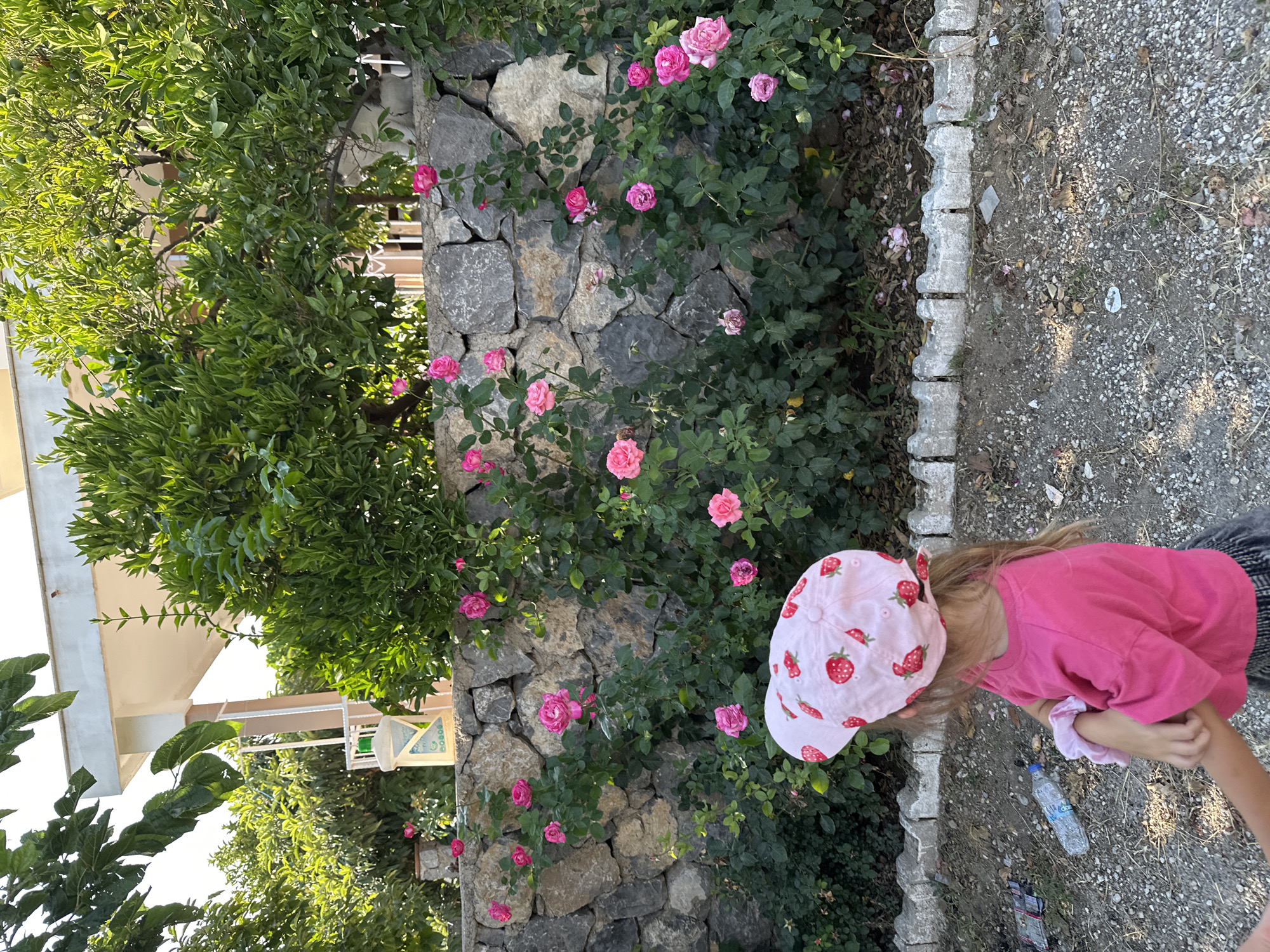 In Fethiye, Turkey, a young girl wearing a pink t-shirt and a pink hat adorned with strawberries is captured from a high angle. She is bending down, her hands are clasped together, and she appears to be reaching for something on the ground. The scene is set outdoors, with a stone wall covered in lush green foliage and blooming pink roses forming the backdrop. To the left of the wall, a leafy tree with green leaves is visible, and in the far background, parts of a building with a beige roof are discernible. To the right of the girl, a gravel path is present, with a discarded plastic water bottle lying on it. The lighting suggests it is daytime, with sunlight casting shadows. The overall atmosphere seems peaceful and observational. There is no discernible text in the image.
