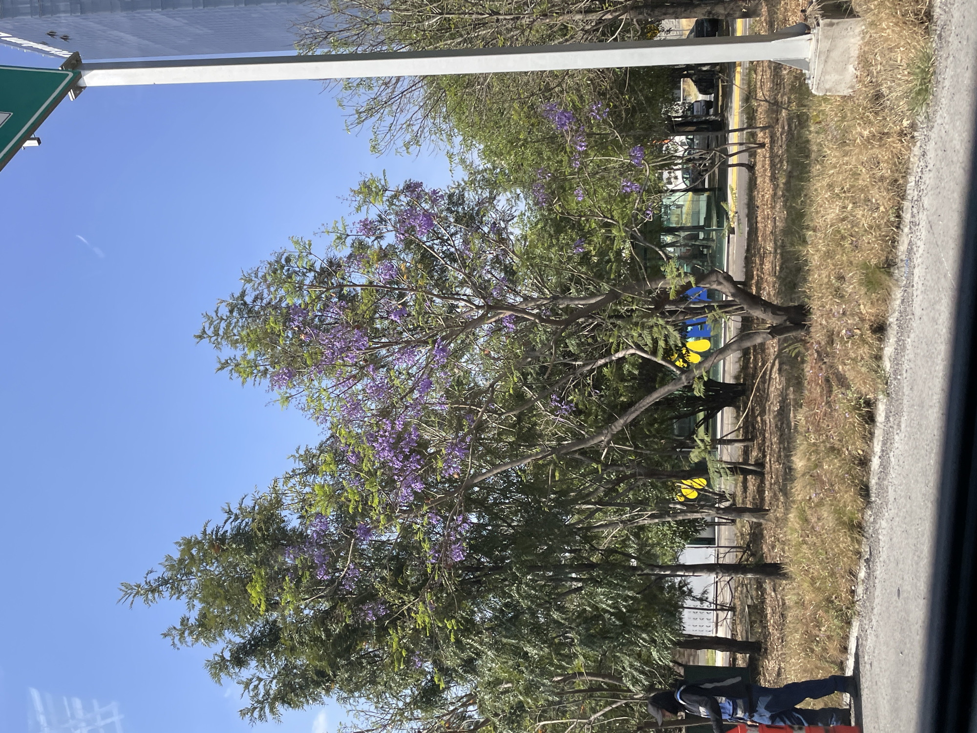 The image shows a street scene in San Bernardino Tlaxcalancingo, Mexico. A tree with purple flowers dominates the foreground. The sky is blue, and a signpost is visible in the upper left corner. On the right side of the frame is a sidewalk, overgrown with dry grass, next to the street. There is a person walking along the sidewalk. In the background are parked cars and buildings.
