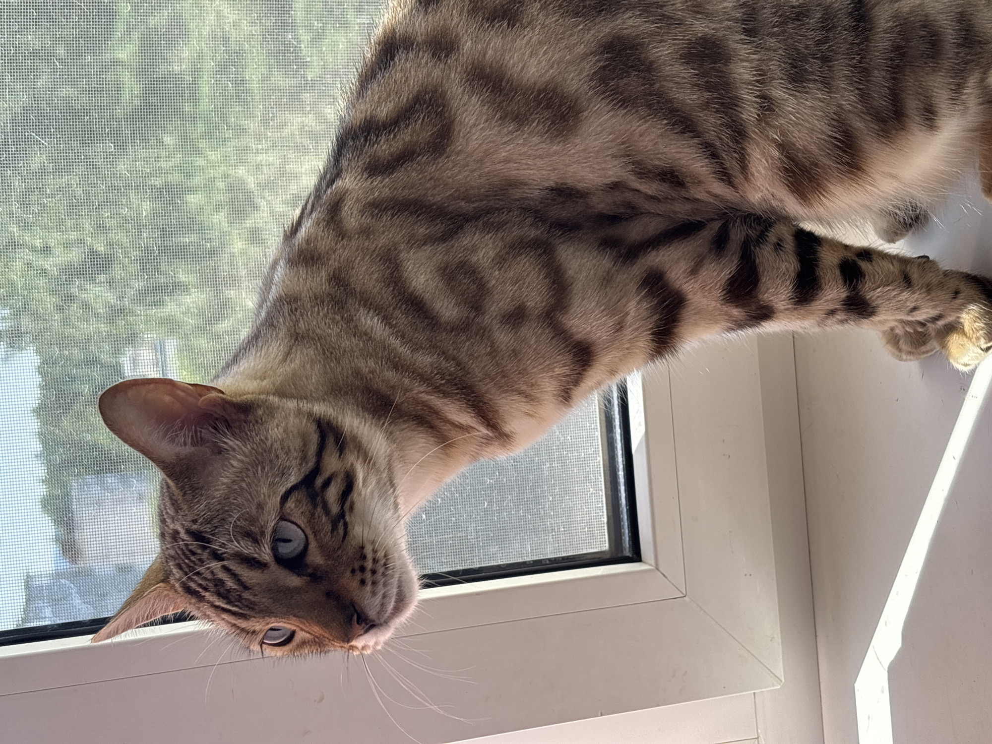 A Bengal cat is sitting on a white windowsill, looking out of a window with a screen. The cat has brown and black tabby markings and light blue eyes. Sunlight streams in from the left, casting a shadow on the windowsill. Outside the window, green foliage is visible through the screen. The background shows a blurred urban landscape, suggesting the location is in Noviy, Russia.