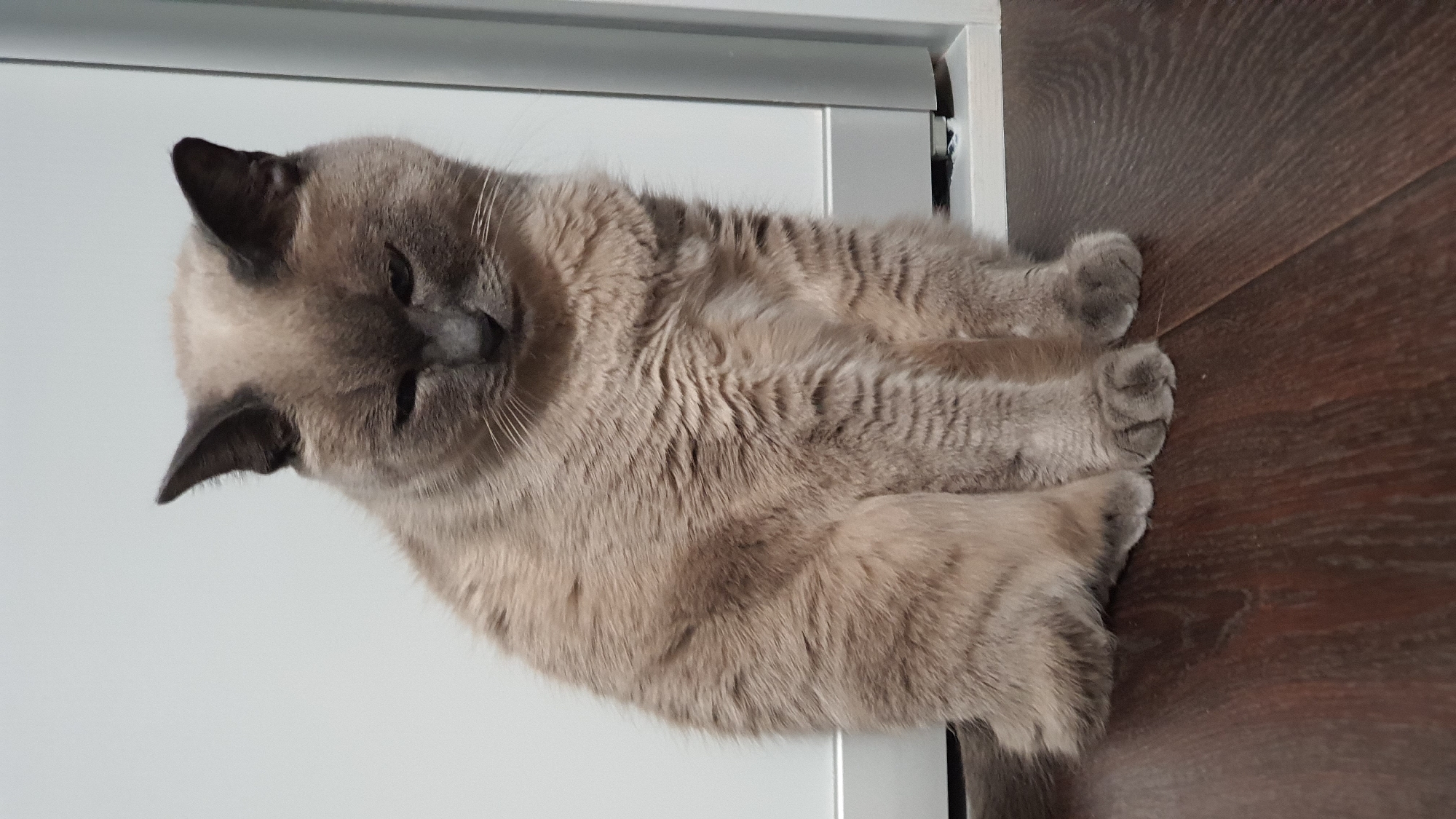 A medium shot shows a light brown cat sitting on a dark brown wooden floor in front of a white and light gray wall. The cat is facing forward and slightly down, with its head tilted to the left. Its eyes are partially closed, and its ears are pointed upwards. The cat's fur is short and dense, and its paws are resting on the floor in front of it. The background is out of focus, but it appears to be an interior space with a door or cabinet on the right side. There is no indication of the city of Krasnoyarsk, Russia.