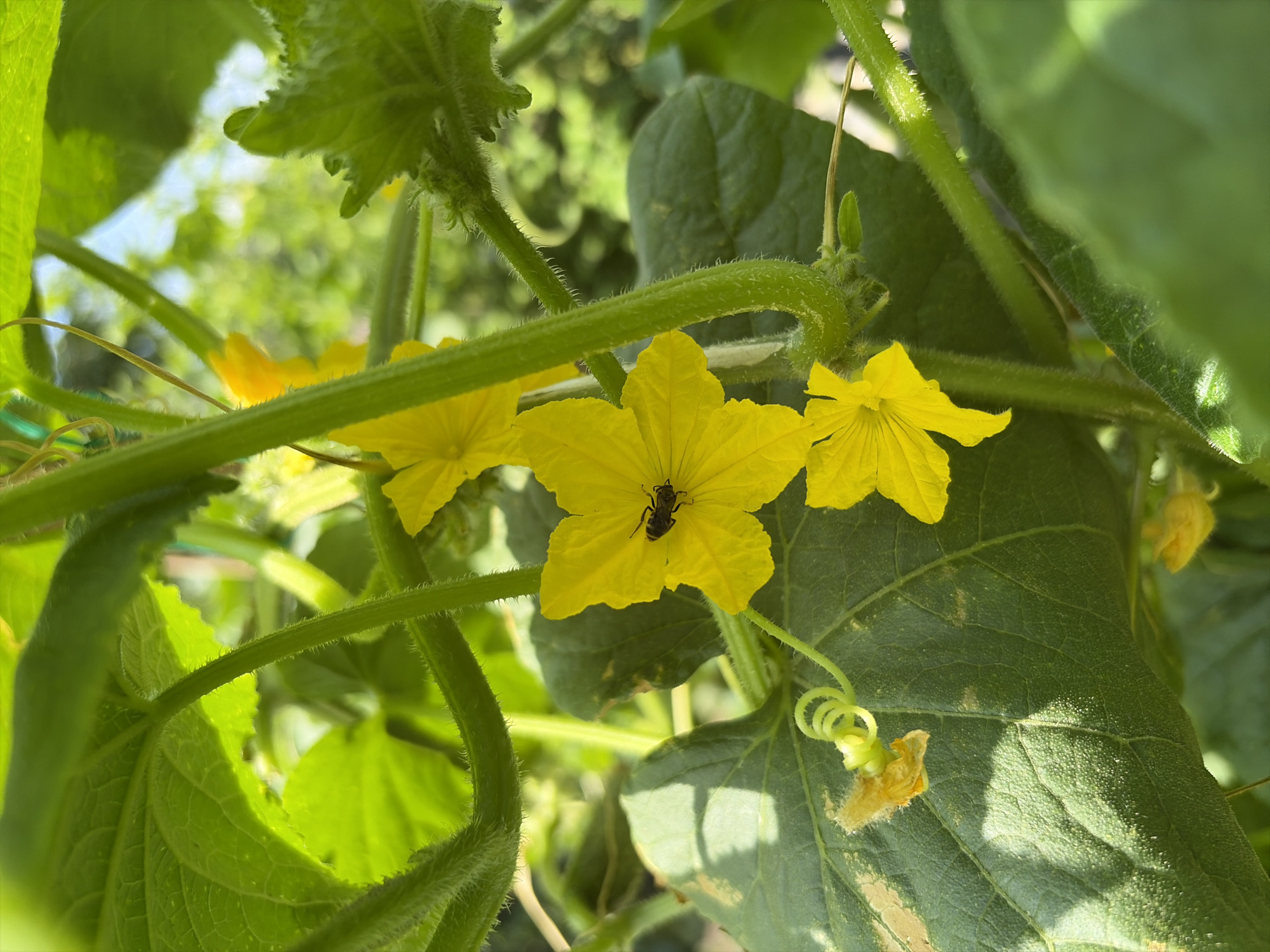 In Oxentea, Moldova, a close-up shot captures a vibrant yellow cucumber flower in bloom, its delicate petals spread open. Within the flower's center, a small, dark-colored insect, possibly a bee, is actively engaged in pollination. The flower is surrounded by lush green cucumber leaves and hairy stems, indicative of a healthy plant. The background is softly blurred, revealing glimpses of more greenery and a bright sky, suggesting an outdoor, garden setting. The lighting appears natural, with sunlight casting soft shadows on the leaves.