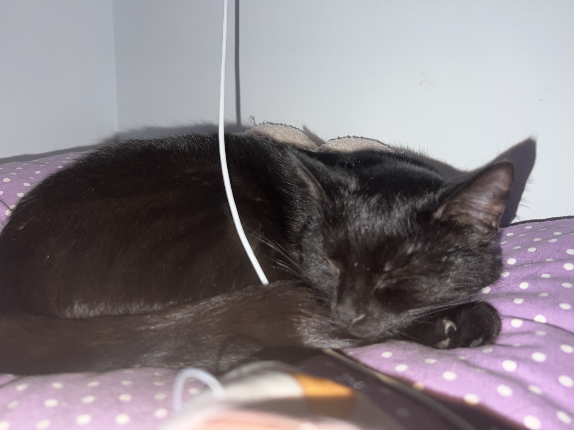 The scene, located in Pushchino, Russia, depicts a black feline subject resting indoors. The cat is curled on its left side on a purple fabric surface patterned with white polka dots, its eyes closed, indicative of sleep. A white wall with a visible internal corner forms the background. A thin, white cable descends vertically, passing over the mid-dorsal area of the cat. A light-colored, possibly beige or grey, padded object is partially visible behind the cat's head. The cat's right front paw is curled, exposing visible claws, and rests near its face. A blurry, multi-colored object, exhibiting dark and orange/brown sections, occupies the lower right foreground, positioned near the cat's head. Shadows cast on the wall behind the cat and the cable indicate a light source originating from the front-left of the frame.