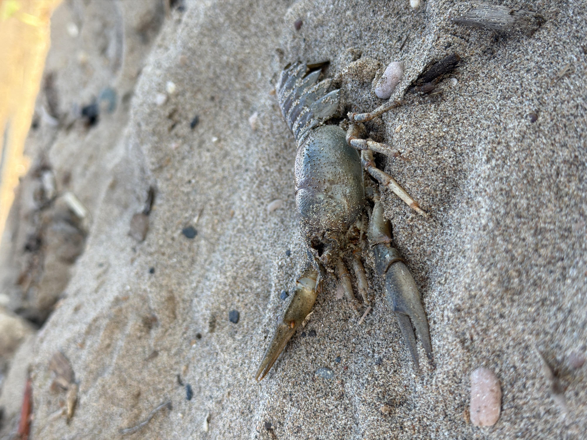 The image presents a close-up, high-angle view of a dried-up or deceased crayfish resting on sandy ground, likely a beach or riverbank in Noviy, Russia. The crustacean, positioned towards the center-right of the frame, appears to be on its side or back. Its segmented tail and carapace are visible, covered in grains of sand, suggesting it has been out of water for a period. One large claw is clearly discernible, extending towards the bottom right.
The surrounding environment consists of light-colored sand, interspersed with numerous small, smooth pebbles in shades of white, grey, and light pink. Bits of organic debris, including small dark twigs and other natural fragments, are also scattered across the sandy surface. The lighting is bright and even, indicative of daytime with clear weather. The foreground and the crayfish are in sharp focus, while elements further away, particularly towards the left and top, are slightly blurred, providing depth to the scene. There is no visible text or human activity.