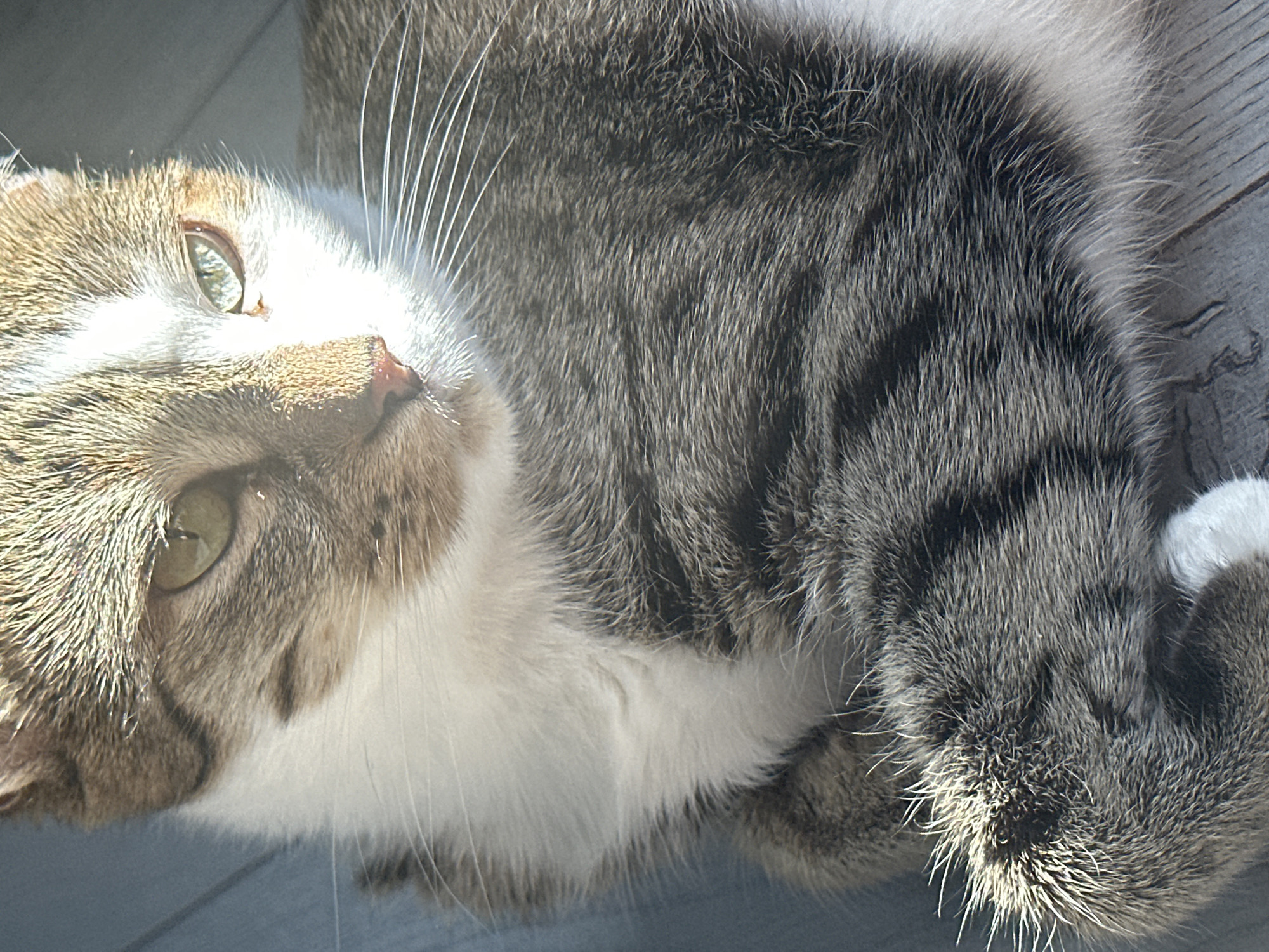 A close-up, overhead shot shows a tabby and white cat resting on a light blue, wooden floor. Sunlight illuminates the cat's face and fur, creating a warm glow. The cat's left eye, a striking green, is partially visible, along with its pink nose and long, white whiskers. Its body, covered in grey and white fur with distinctive tabby markings, is curled up on the floor. The cat's front paw rests near its face, with a white patch visible on its chest and underbelly. The background consists of the same light blue wooden floorboards, with a shadow cast on the right side of the image. There are no people or other objects present in the scene. The image does not provide any information about the city of Kyiv, Ukraine, or any specific location.