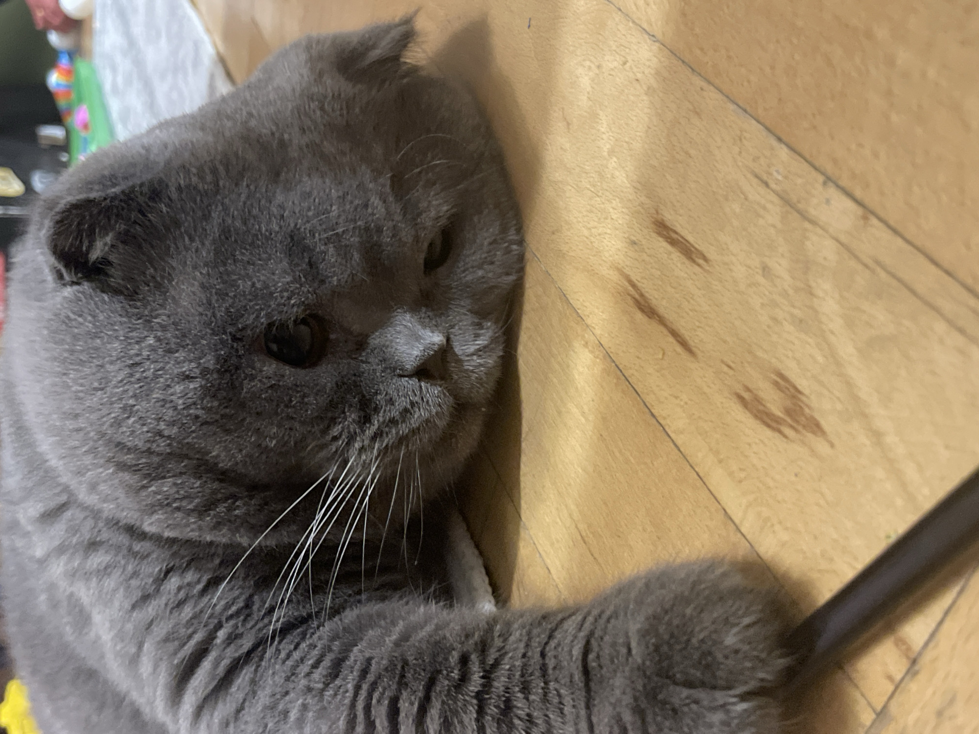 A close-up shot shows a grey Scottish Fold cat lying on its side on a light brown wooden floor. The cat's head is resting on the floor, with its eyes partially closed and its ears folded. Its front paw is extended, with a dark brown cylindrical object lying just beyond its paw. In the background, out of focus, are some colorful toys and a white cloth. The lighting suggests an indoor environment, possibly a home. The scene is static and focuses solely on the cat and its immediate surroundings.