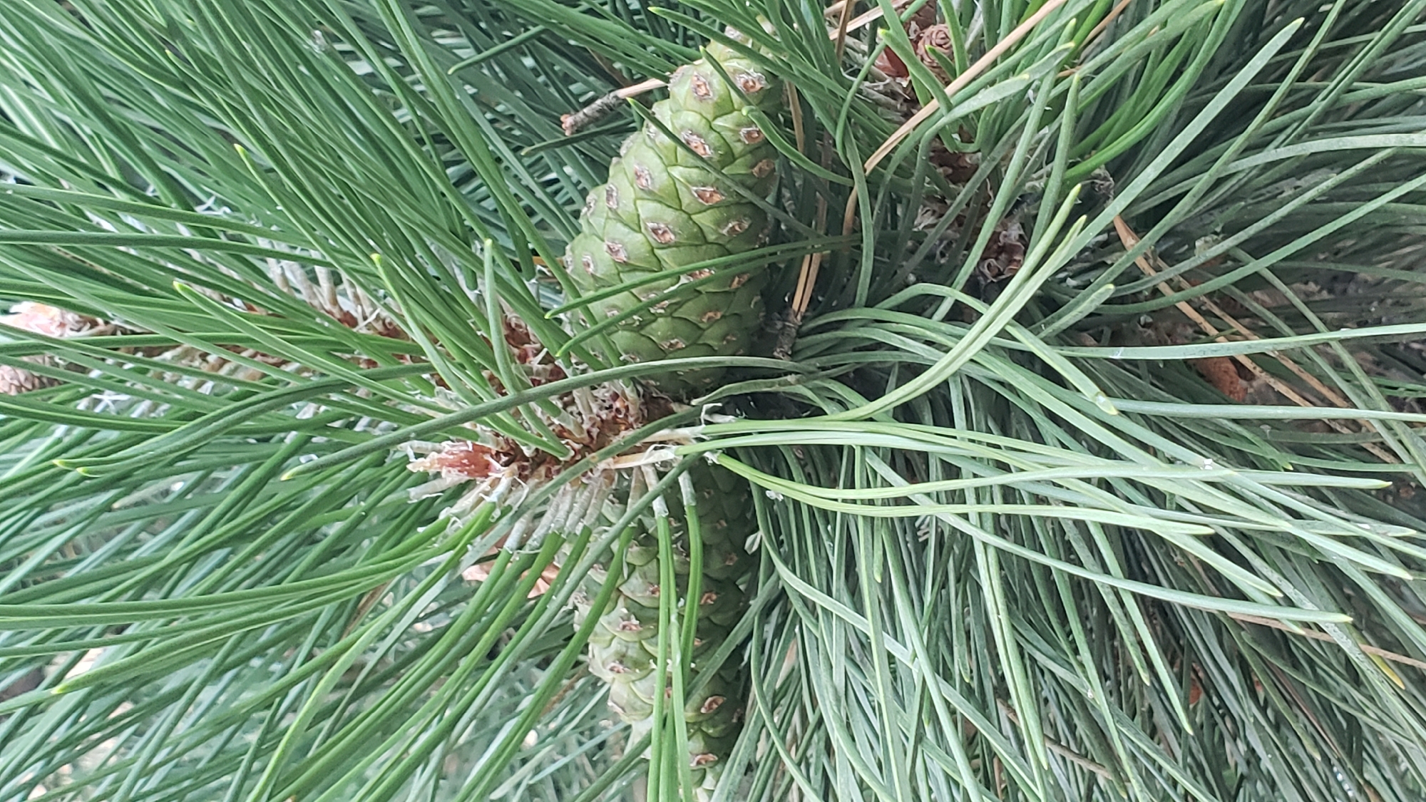 This is a close-up, vertically oriented photograph of a pine tree branch with two green pine cones. The pine needles are long, thin, and green, with some appearing lighter at the tips. The pine cones are elongated and have a textured surface with visible scales. The background is blurred, showing more pine needles and a hint of the tree's bark. The image does not provide any contextual information about its location in Bratislava, Slovakia, nor does it show any people, actions, or interactions.
