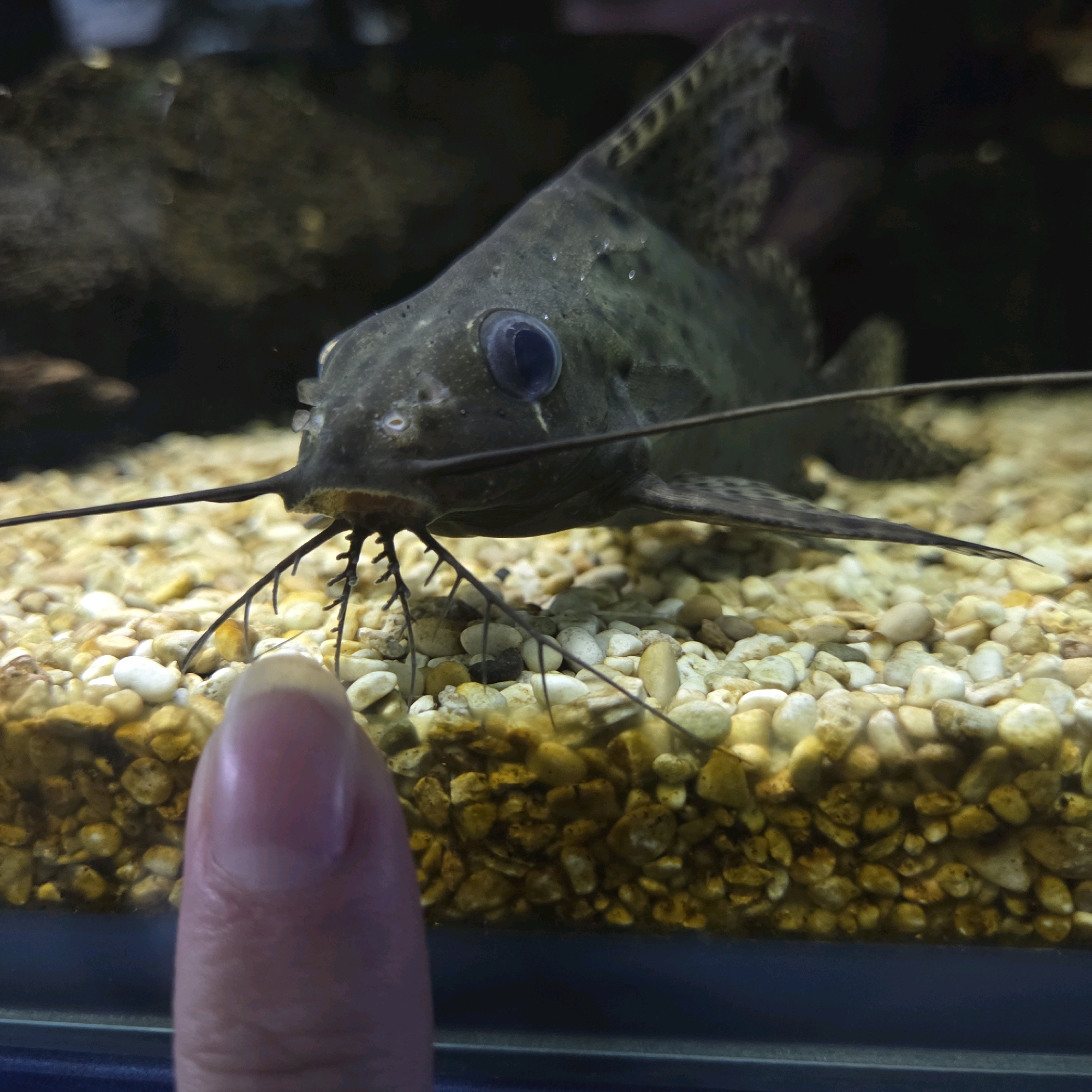 An aquarium displays a dark-colored catfish with prominent barbels, or "whiskers." The fish has large, dark eyes and appears to be resting on a bed of small, light-colored pebbles and gravel. A human thumb, appearing pink and slightly out of focus, is positioned in the lower left corner of the frame, close to the fish. The background of the aquarium is dark and indistinct, with some subtle lighting effects. The scene is devoid of any specific urban context, and therefore, no information about Gangneung-si, South Korea can be inferred.