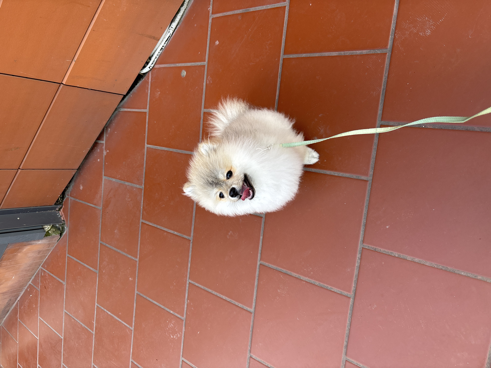 A top-down shot shows a white and gray Pomeranian dog on a terracotta-tiled surface. The dog is wearing a light green leash and has its mouth open, possibly panting. The background consists of the same terracotta tiles, arranged in a rectangular pattern. Part of a building or structure is visible on the left side of the frame, with a gray edge and some green moss or foliage. The precise location in the city of Plovdiv, Bulgaria, cannot be determined from the image alone.