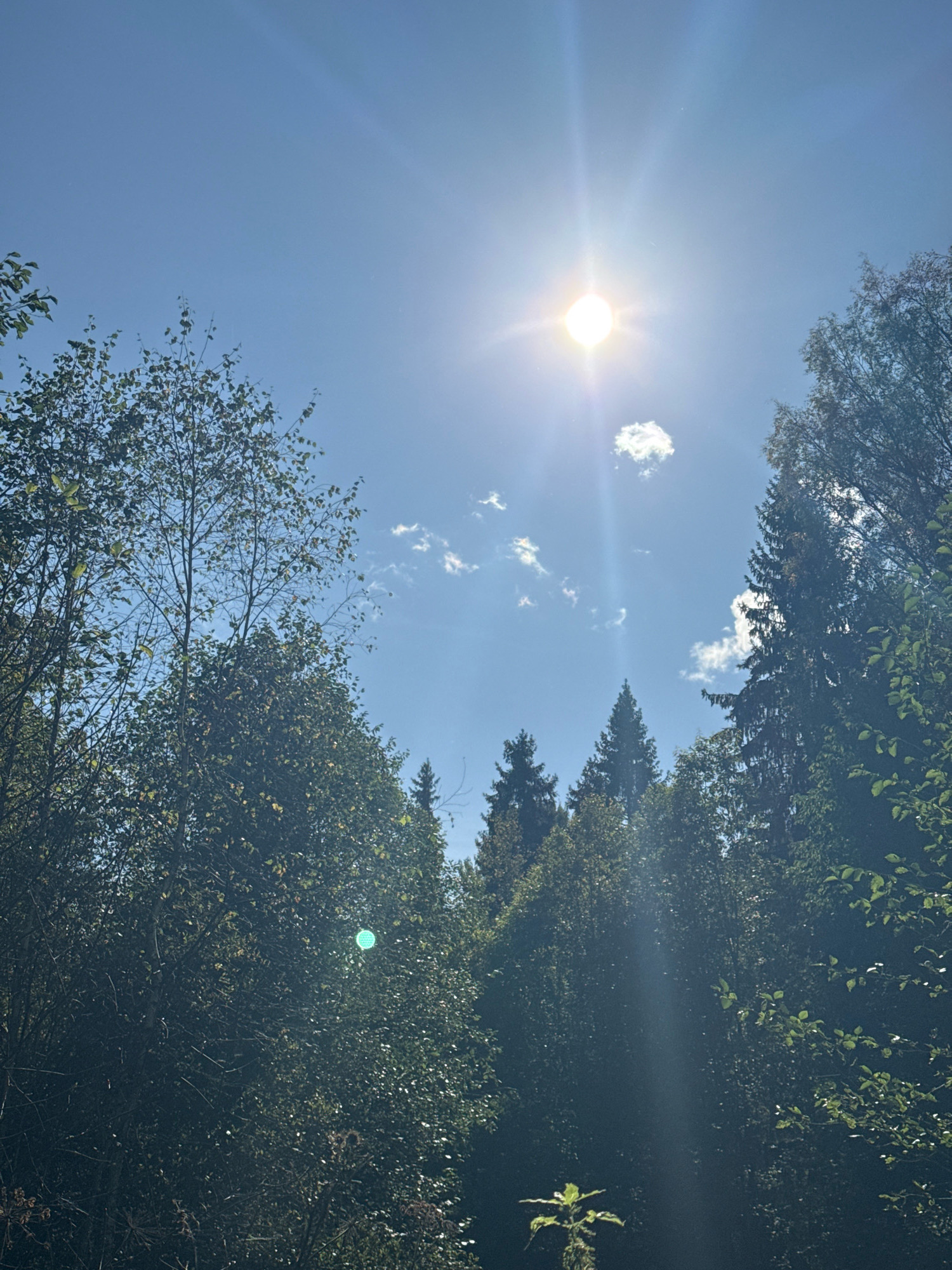 The original image is a vertical, eye-level, medium shot of a forest canopy against a bright blue sky on a sunny day. The sun is prominently positioned in the upper center of the frame, with its rays creating a lens flare effect and a bright halo. A few small, wispy white clouds are scattered across the sky.
The foreground and midground are dominated by dense foliage of various trees. On the left, a deciduous tree with abundant green leaves and thin branches fills a significant portion of the frame. In the center and right, various coniferous trees with dark green needles and a more structured form are visible, interspersed with other deciduous trees. The sunlight filters through the leaves, creating dappled light and shadows. A faint green circular glare is visible on the foliage in the lower left quadrant.
The bottom of the frame shows the very top of some undergrowth, including a small plant with bright green leaves in the lower center. The overall impression is a sun-drenched forest scene, likely taken from a path or clearing looking upwards into the trees. There are no people or animals visible in the image. The location is unknown.