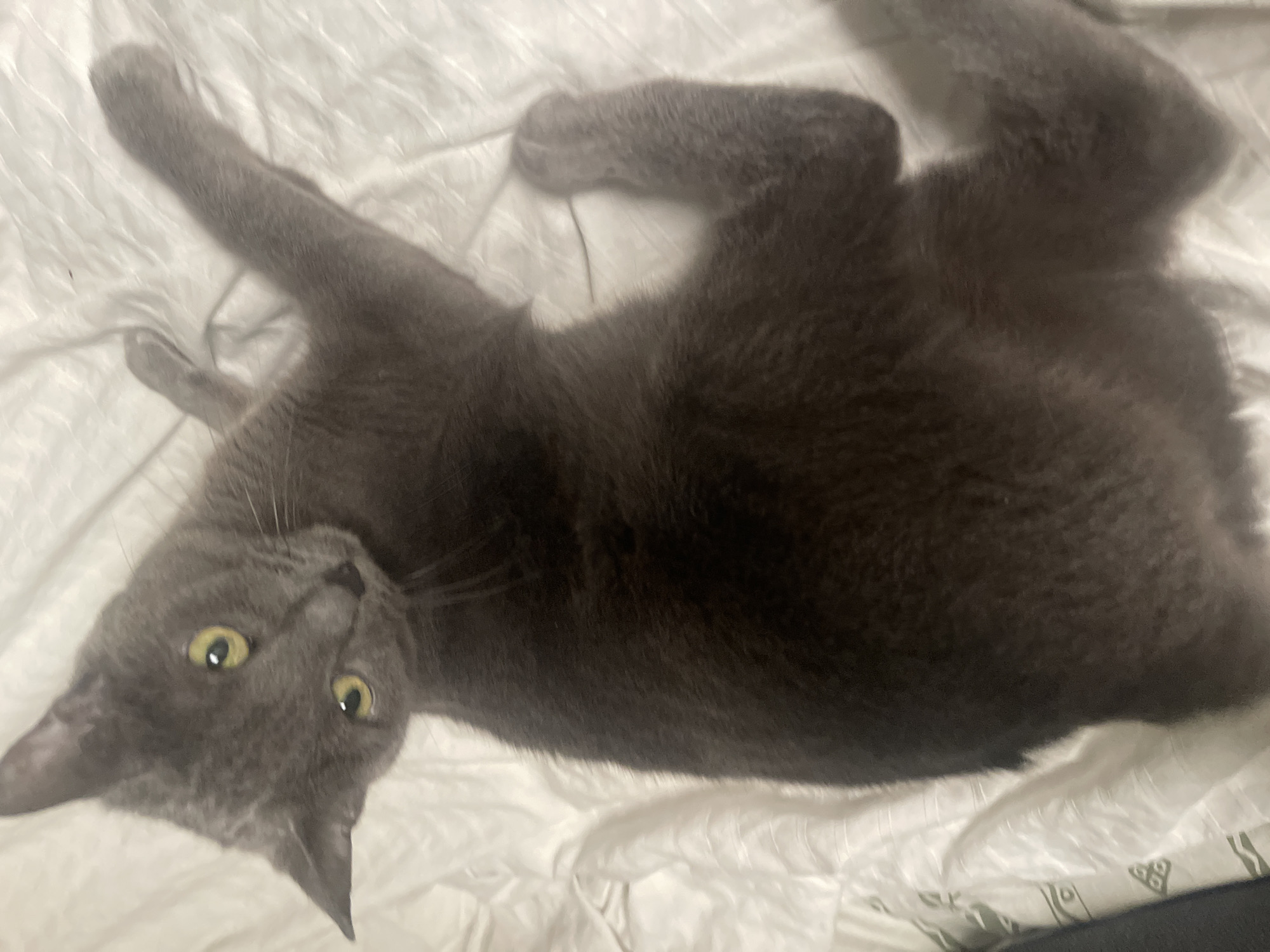 A grey cat with yellow eyes is lying on a white, textured surface, likely a bed or duvet. The cat is facing to the right, with its head turned towards the viewer. The environment appears to be indoors. There is no information in the image to suggest a specific location in Toronto, Canada.