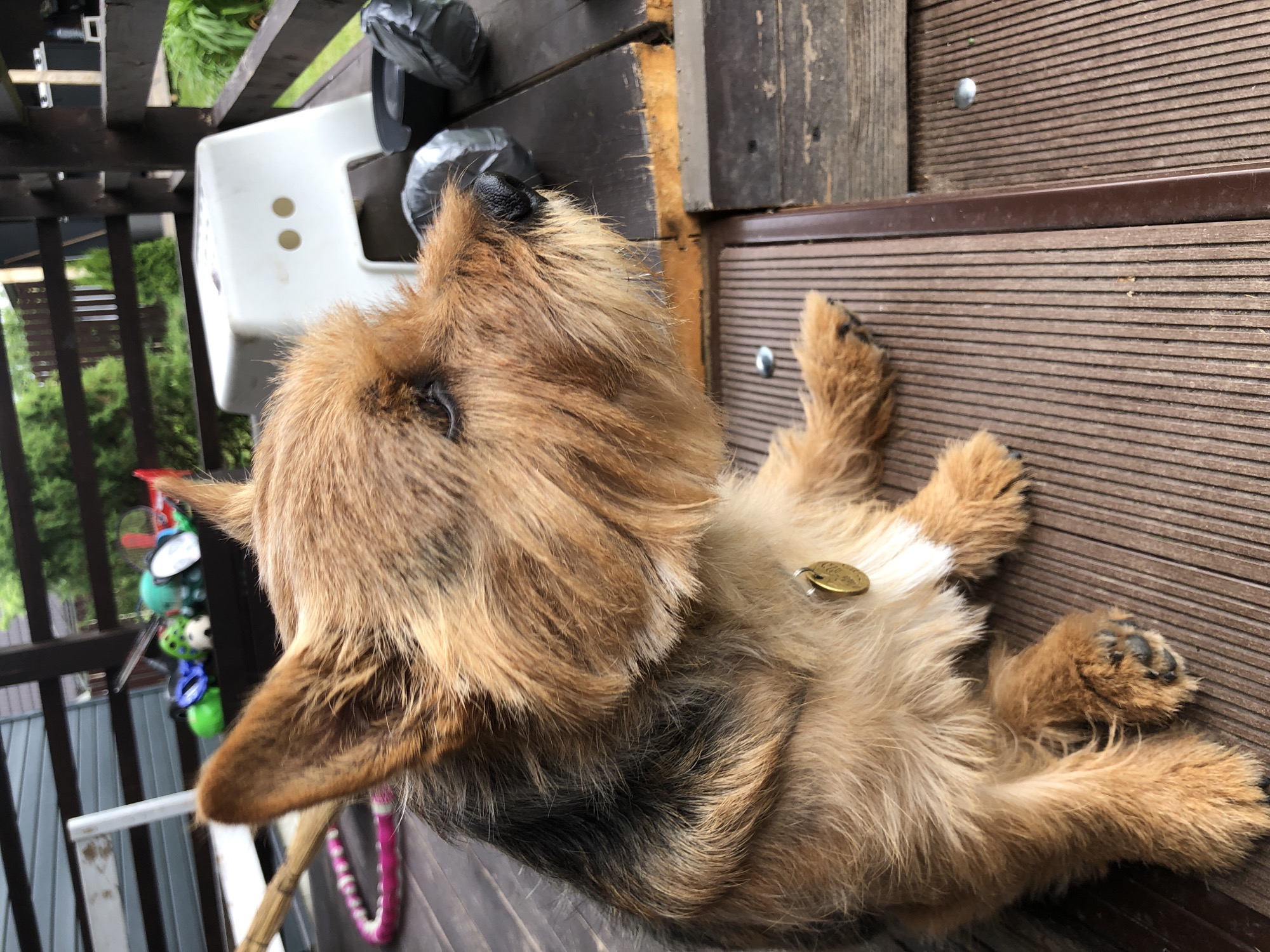 A medium shot captures a medium-sized dog, appearing to be a terrier mix, sitting on a wooden deck. The dog has a predominantly brown coat with darker brown and black markings, and a scruffy beard and eyebrows. It wears a gold-colored tag on a collar. The dog is looking to the right of the frame with its ears perked up. In the background, various objects are visible on the deck, including a pink hula hoop, a broom, a white plastic stool, and some dark, possibly plastic-wrapped items. The deck appears to be outdoors, likely on a porch or patio, with wooden railings and fencing in the background, suggesting a residential setting. The lighting indicates it is daytime.