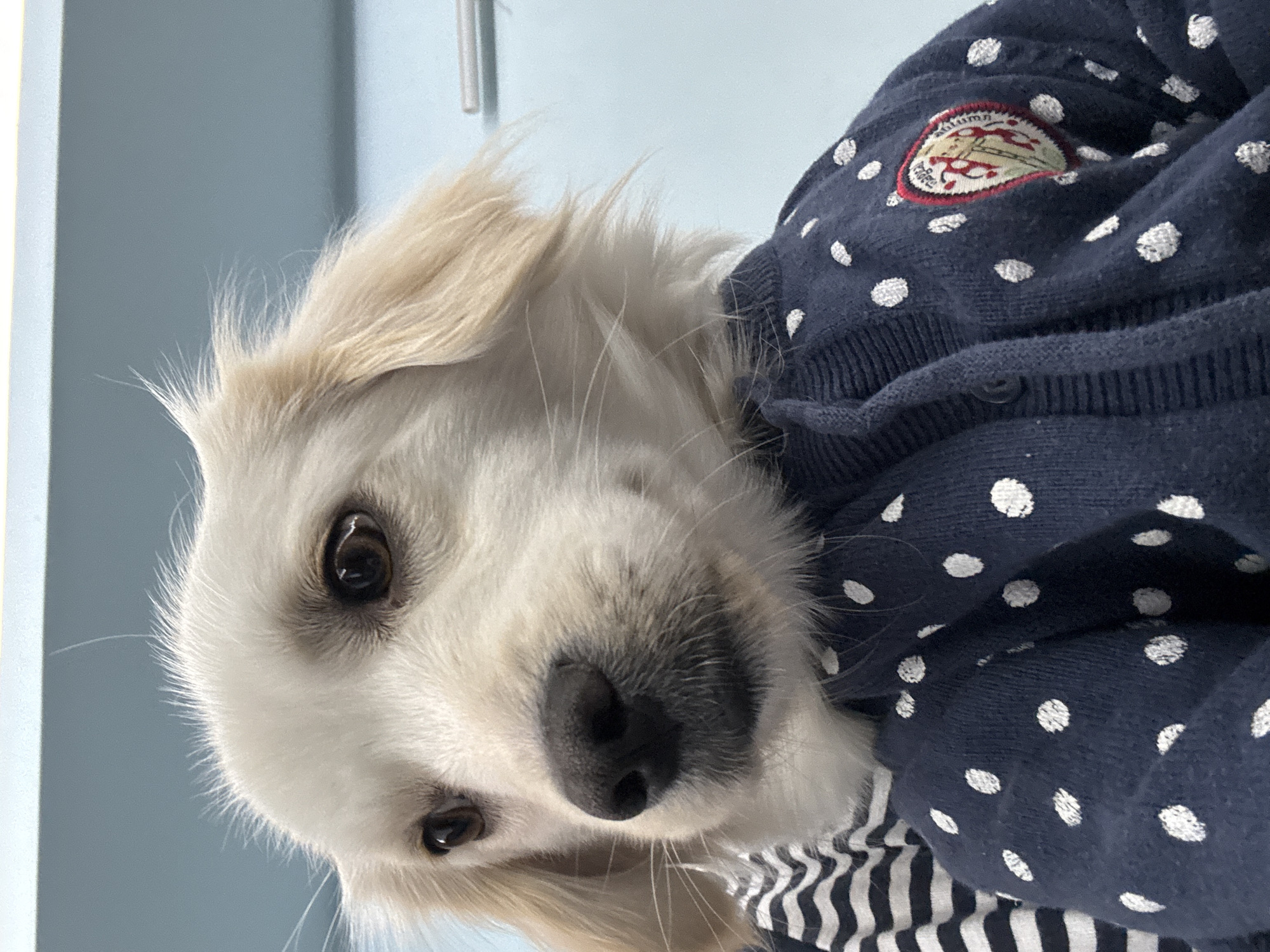 This is a close-up, sideways portrait of a light-colored dog wearing a navy blue cardigan with white polka dots. The dog has light fur and dark eyes, and its head is tilted. Part of the dog's nose is visible. The cardigan has a circular embroidered patch on the left chest area with red and tan colors. The background is a soft blue. The image appears to be taken indoors, possibly in a home. The dog's expression is neutral. No text is visible. The location is Novaya Usman', Russia.