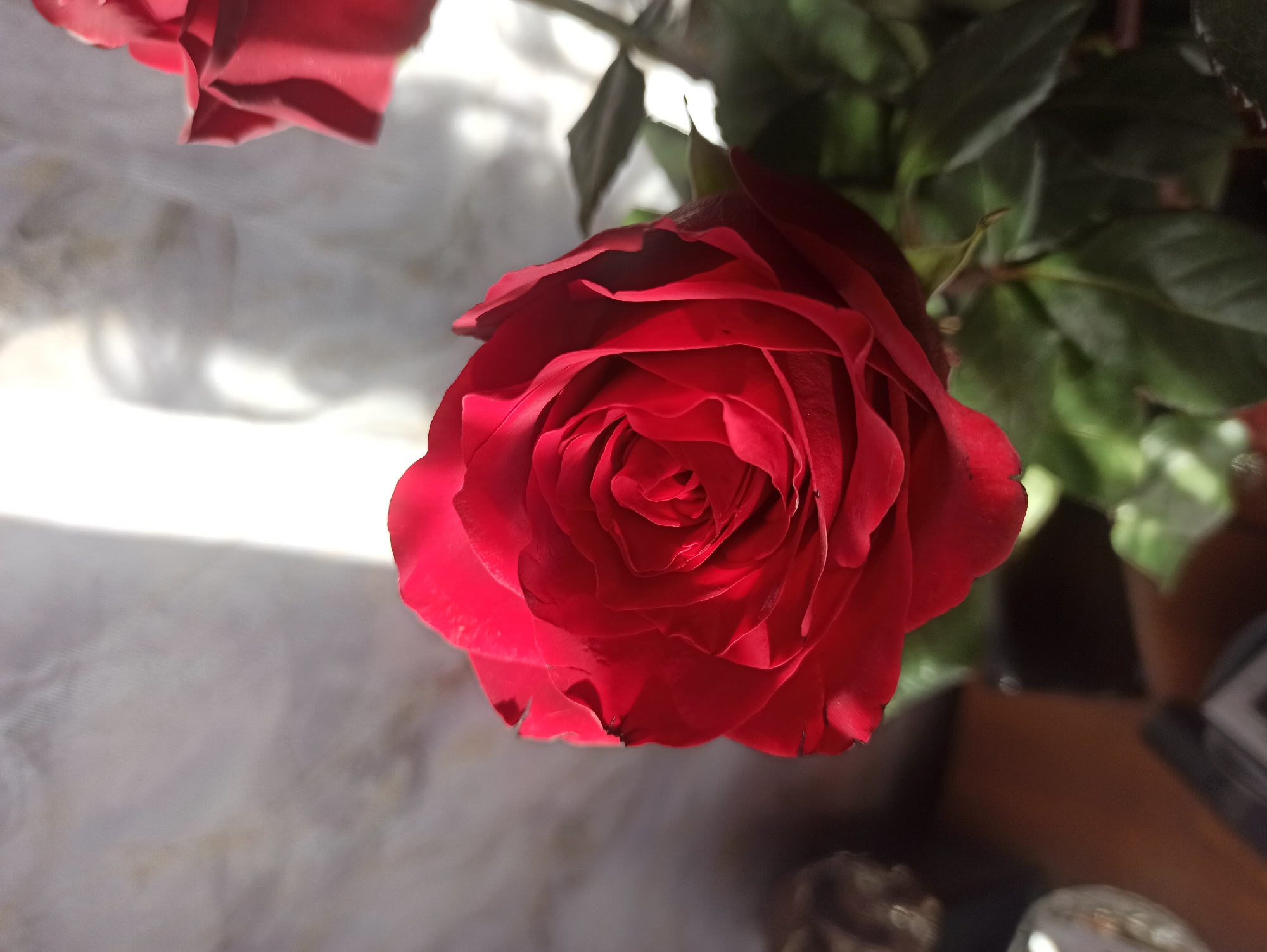 A close-up, high-angle shot focuses on a vibrant red rose in the foreground, its petals tightly unfurling to reveal a central spiral. Sunlight filters through a sheer curtain in the background, casting soft shadows and creating a bright, diffused light that highlights the rose's rich color and delicate texture. The rose is part of a bouquet, with out-of-focus greenery and another red rose visible to the right. The lower left corner of the image shows a blurred brown surface, possibly a wooden table, with a glimpse of a reflective object and a dark, rectangular object that could be a phone. The scene is indoors, with a soft, diffused light that suggests a domestic setting. There is no discernible location in the city of Kryvyi Rih, Ukraine.