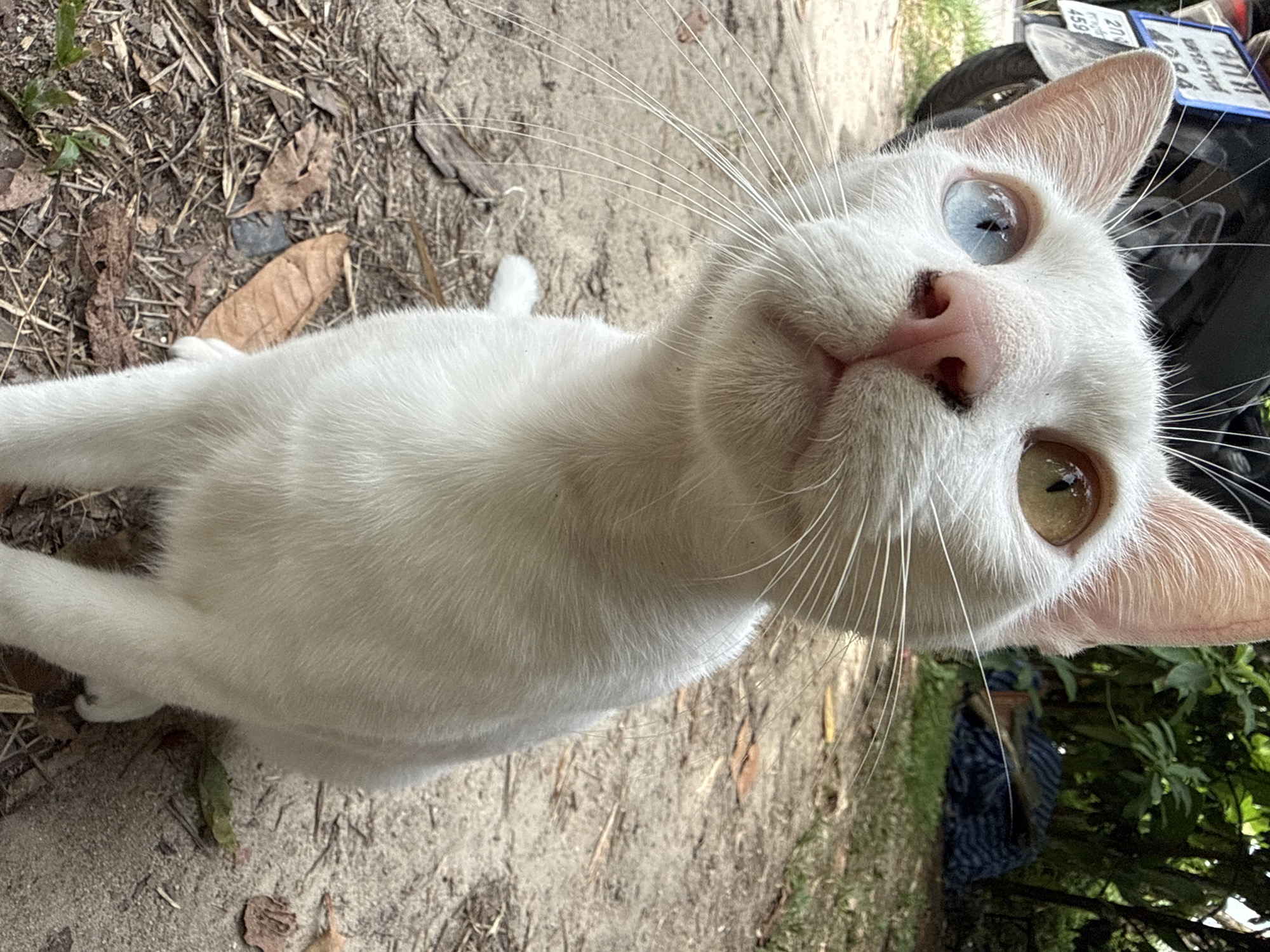A close-up shot captures a white cat with heterochromia, featuring one blue eye and one amber eye, looking directly at the camera. The cat's face is positioned prominently in the foreground, with its whiskers extending outwards. Behind the cat, a blurred background includes lush green foliage, suggesting an outdoor setting likely in a tropical or subtropical environment, consistent with its presumed location in Koh Phangan, Thailand. The ground beneath the cat appears to be a dirt or gravel path, scattered with dry leaves and twigs. A portion of a motorcycle with a license plate is visible on the left side of the frame, further indicating an outdoor, possibly urban or semi-urban, environment. The overall lighting suggests daylight conditions.
