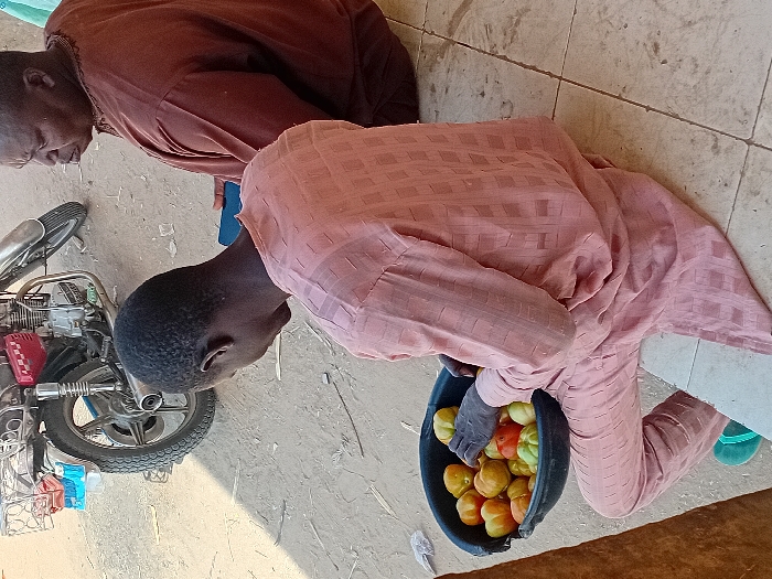In the city of Ayama, Nigeria, two males are situated outdoors on a surface transitioning from light-colored tile to dusty brown earth. A younger male, dressed in a light peach-colored, subtly checkered, long-sleeved tunic and trousers, sits cross-legged on the tiled section. His hands are positioned within a black plastic basin holding approximately 15-20 large, irregularly shaped tomatoes of yellow, orange, and green coloration, indicating a sorting action. A green flip-flop is visible on his left foot. To his right, an older male, wearing a loose-fitting, reddish-brown traditional garment with neck embroidery, is seated on the ground. He holds a dark blue rectangular device in his lap and directs his gaze towards the first individual. In the upper left background, a silver and red motorcycle, featuring a rear rack, a prominent exhaust pipe, and a knobby rear tire, is partially visible on the dusty ground. The scene is illuminated by daylight.