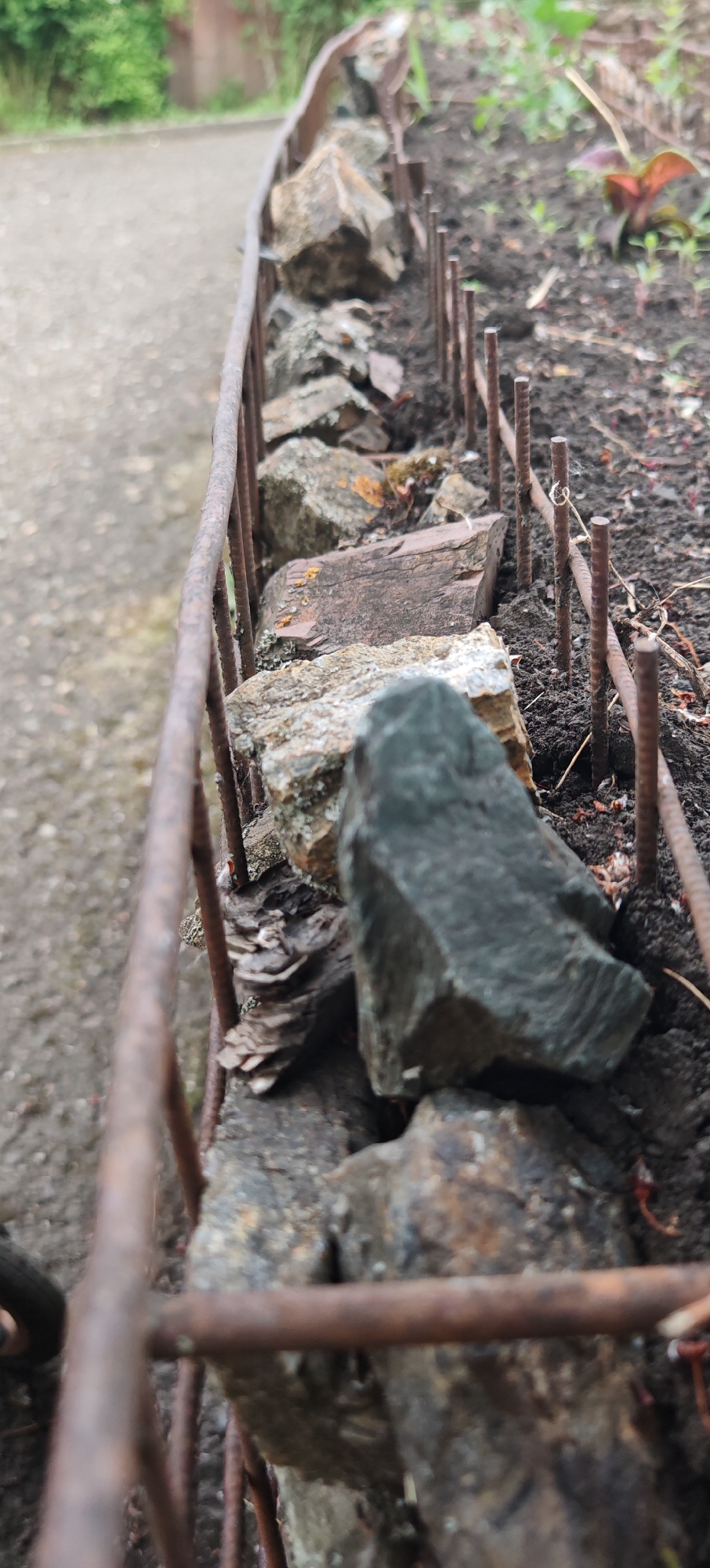 This is a close-up, low-angle, shallow depth-of-field photograph of a garden border being constructed. The main subjects are a series of rough, jagged rocks of various sizes and colors, including grays, browns, and some with reddish-brown hues. These rocks are being used to create a retaining wall or border for a planting bed. The rocks are interspersed with thin, rusty metal rebar stakes and horizontal metal rods, suggesting a DIY or rustic construction method.
The setting appears to be an outdoor garden or yard. To the left of the border, out of focus, is a textured gray surface that resembles a paved path or driveway. To the right of the border, also out of focus, is dark soil with some small green plants emerging and a reddish-purple plant with visible leaves. The background shows more greenery and a blurred structure, possibly a building or fence.
There is no discernible activity or event taking place, as the image is static and focuses on the materials of the border. The lighting appears to be natural daylight, with no strong shadows, suggesting it could be overcast or the sun is high. The overall mood is one of earthy and natural elements combined with utilitarian construction materials. No text is visible in the image. The shallow depth of field blurs the background and foreground, drawing attention to the texture and form of the rocks and rebar in the middle ground.