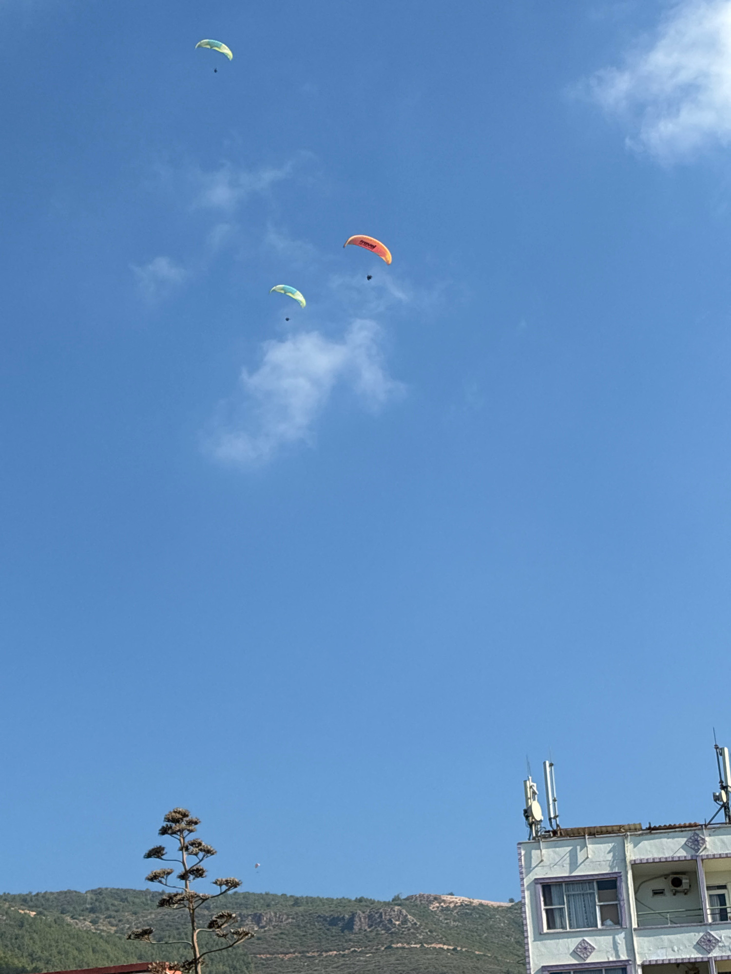 This image captures a clear blue sky over Alanya, Turkey, with three paragliders visible in the upper half. The paragliders are at varying altitudes and distances, appearing as small figures against the vast sky. In the foreground, the top of a building with communication antennas is visible on the right, and a distinctive agave plant is positioned on the left. Beyond the plant, a tree-covered hillside and rocky terrain are seen. The building's facade is white with purple accents around windows and balconies, and some of its windows are covered by curtains. One of the paragliders is orange, another has yellow and blue accents, and the third is primarily yellow.