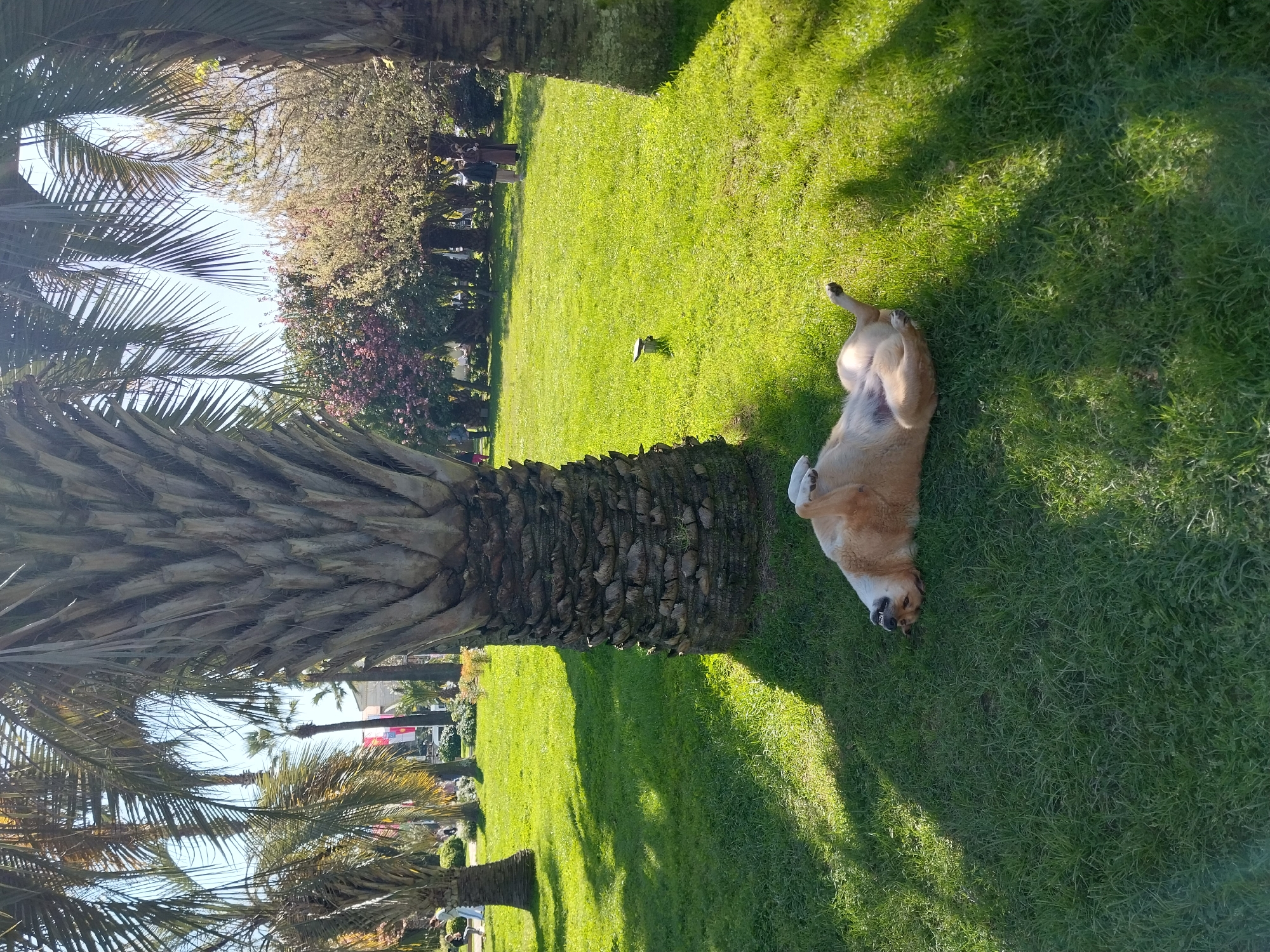 A light-colored dog, possibly a Shiba Inu, is captured lying playfully on its back in lush green grass, paws extended upwards, belly exposed, appearing relaxed and content under bright sunshine.
In the foreground, a large palm tree with a thick, textured trunk dominates, its fronds partially visible. Another prominent palm tree trunk in the mid-ground casts long shadows across the neatly manicured, vivid green lawn, where several other palm trees are also scattered. The background features a variety of trees and shrubs, some with green leaves and others with pink or purple blossoms, bordering the park. Several indistinct human figures are visible strolling or standing amongst the foliage. A small, dark, unidentifiable object is also present on the grass in the mid-ground.
Bright sunlight and visible shadows across the lawn indicate a clear, sunny daytime, likely morning or late afternoon. The sky, peeking through palm fronds, is clear. The extensive palm trees and lush, verdant landscape strongly align with the location context of Sochi, Russia. No discernible text is visible. The scene evokes a peaceful and leisurely outdoor atmosphere.