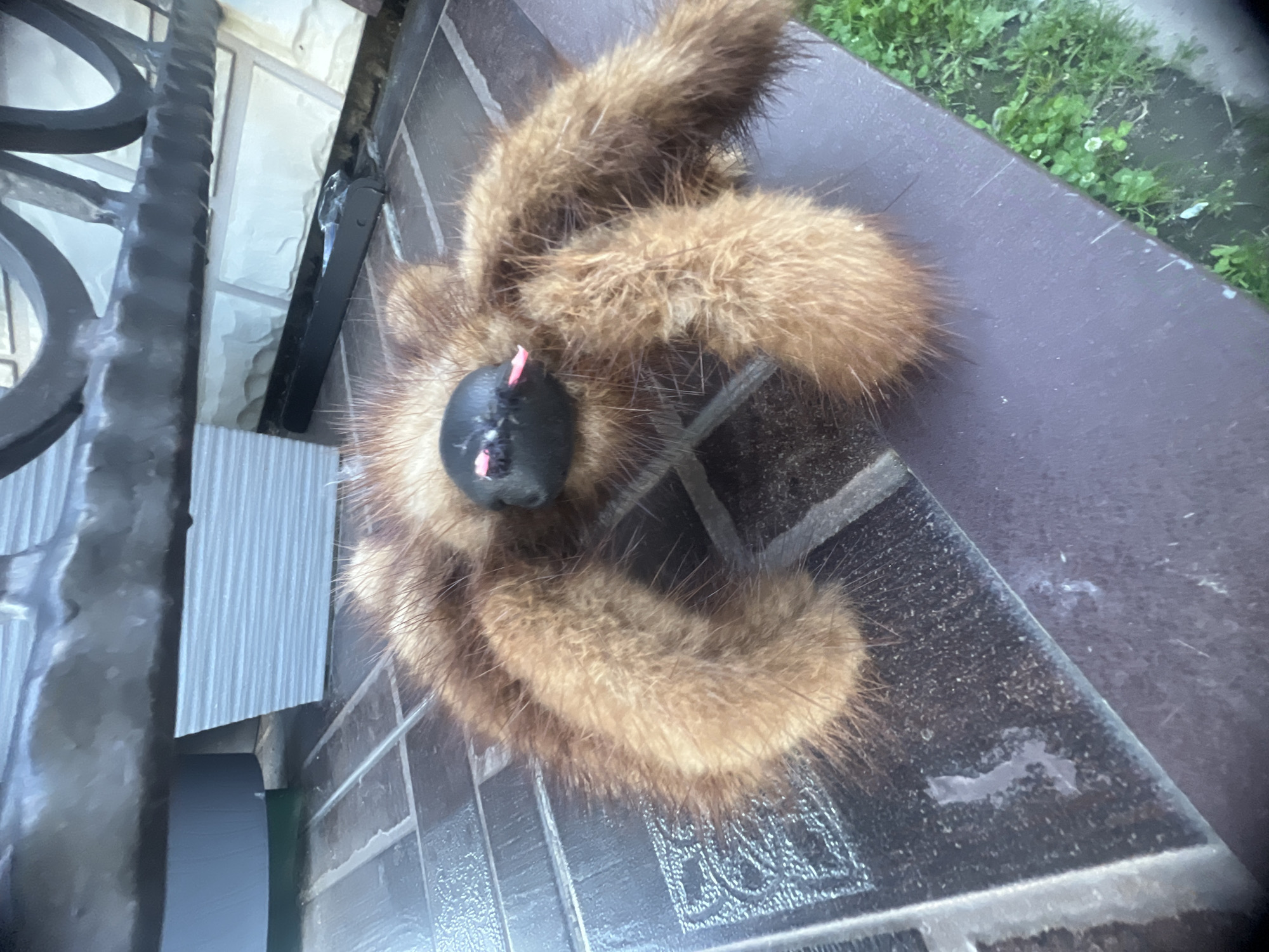 A fuzzy, brown spider-shaped toy with pink fangs rests on a tiled surface. The toy is positioned in the center of the frame, with its legs spread out. In the background, a black metal railing is visible above a ribbed grey surface. To the right, green grass and clover are present. The lighting suggests an outdoor setting, possibly in a yard or patio.