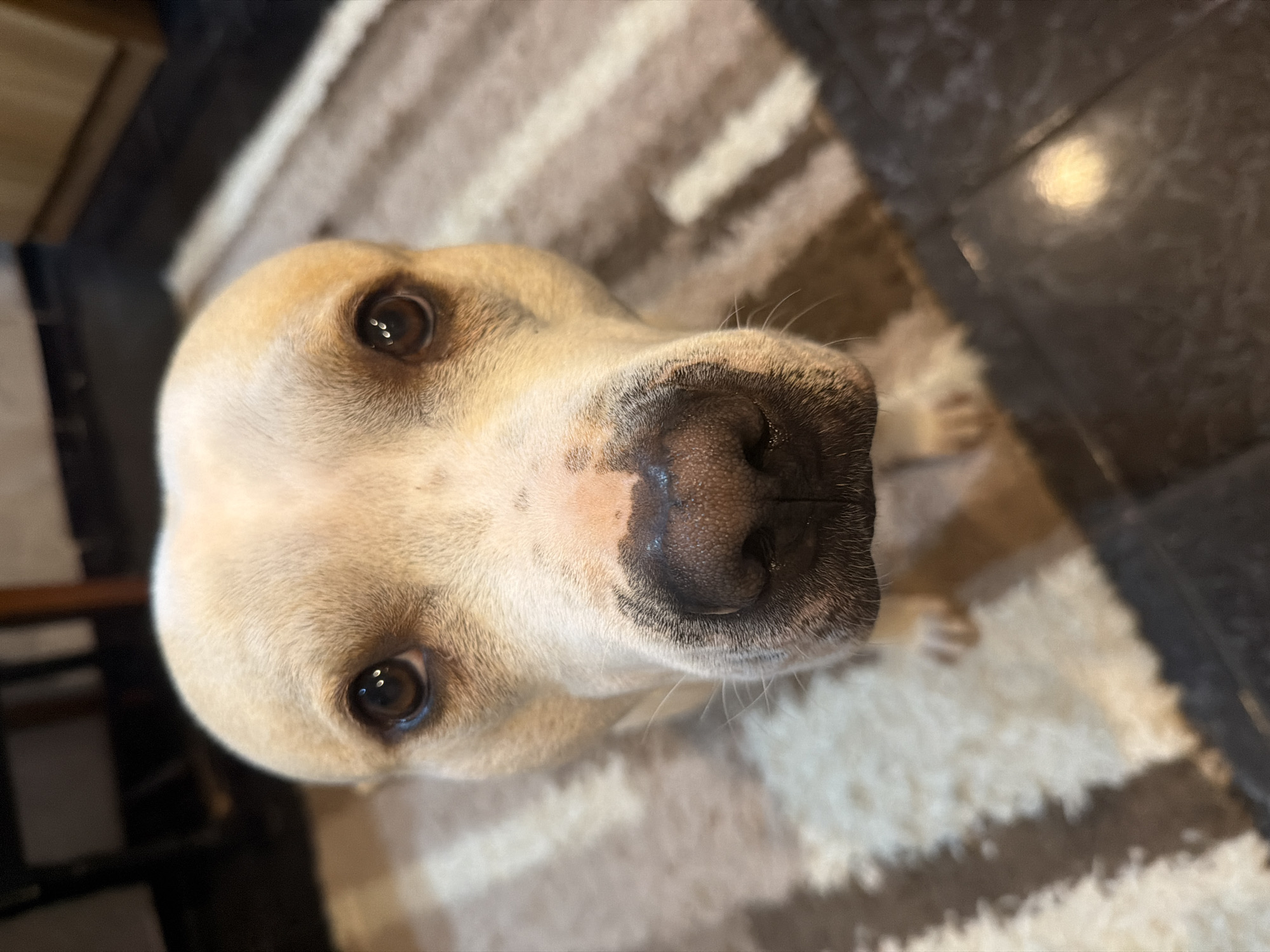 A close-up, high-angle photograph shows the face of a light-colored dog, likely a Labrador or similar breed, with its nose prominently in the foreground. The dog has brown eyes and a black nose with some pink pigmentation around it. The background is composed of a striped rug and a section of dark flooring. The location is unknown, and there's no information suggesting it's Varna, Bulgaria.
