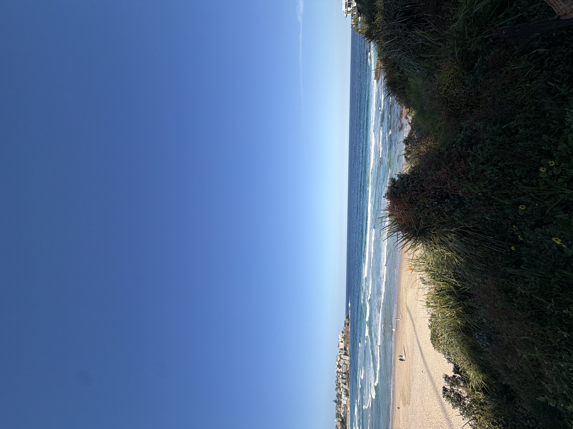 A wide-angle shot captures a panoramic view of Bondi Beach in Sydney, Australia. The clear, bright blue sky dominates the upper portion of the image, with no clouds visible. Below the sky, the deep blue ocean stretches across the horizon, marked by white crests of rolling waves breaking near the shore. A sandy beach extends from the left foreground towards the right, with a scattering of small figures walking along the water's edge. On the far left, the cityscape of Bondi Beach, with its characteristic multi-story buildings, is nestled on a rocky incline. In the foreground, dense green and reddish-brown foliage and grasses obscure the lower part of the image, creating a natural frame for the beach and ocean scene. The overall impression is one of a sunny day at a popular coastal location.
