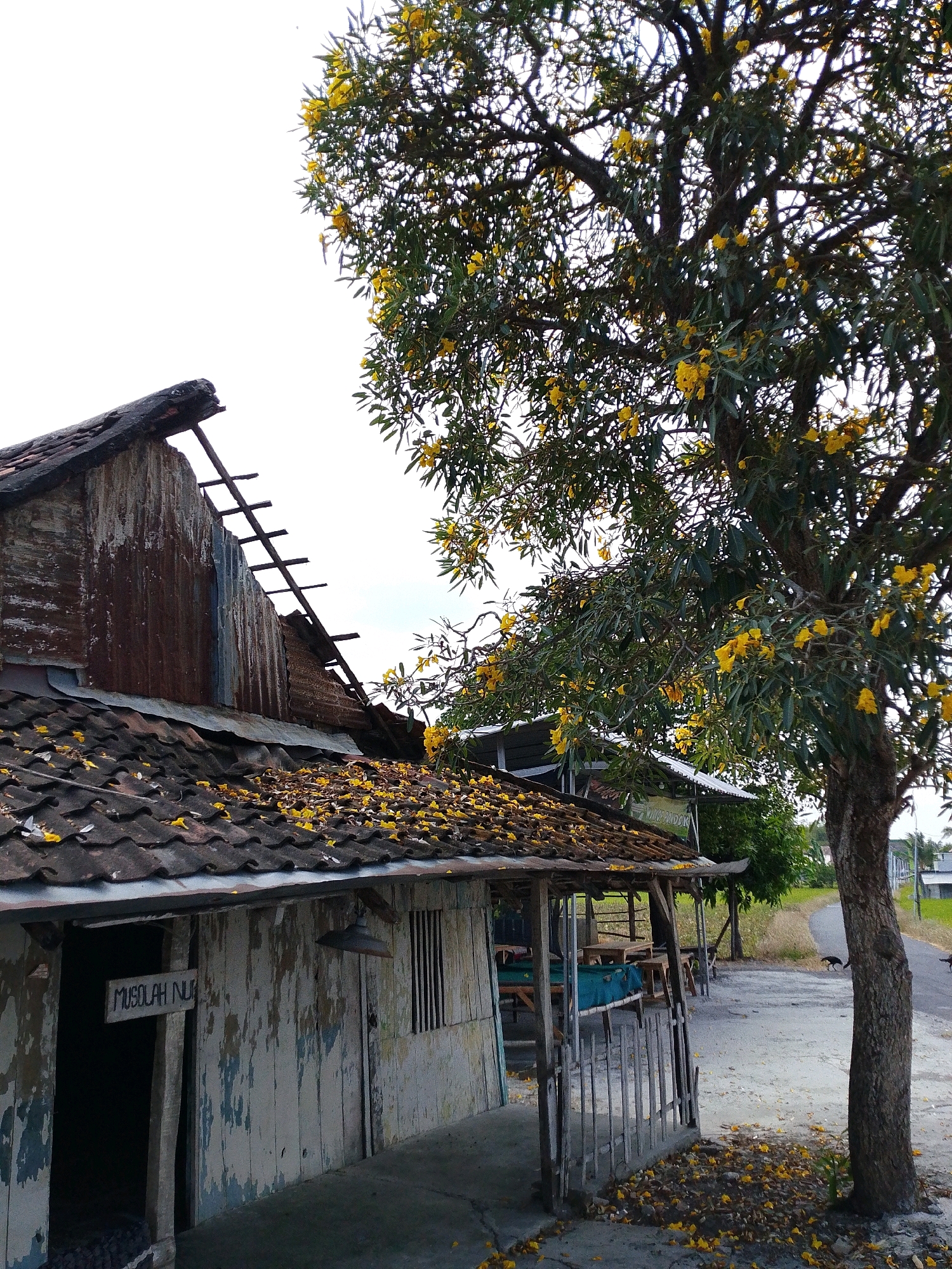 This is an eye-level, medium shot of a rustic, weathered building with a damaged, corrugated metal roof adjacent to a tree heavy with yellow flowers. The building's wooden walls are peeling, showing patches of blue and white paint. A tiled roof covers the main section of the building, littered with fallen yellow petals. A wooden sign on the left reads "MUSOLAH NUR". The tree dominates the right side of the frame, its branches laden with yellow blossoms, some of which have fallen onto the ground and the building's roof. In the background, a dirt road curves through a green field, and two dark-colored animals, possibly dogs, are visible in the distance. The sky is overcast and bright. The scene appears to be in Jubel Lor, Indonesia, given the building's architectural style and the tropical foliage.