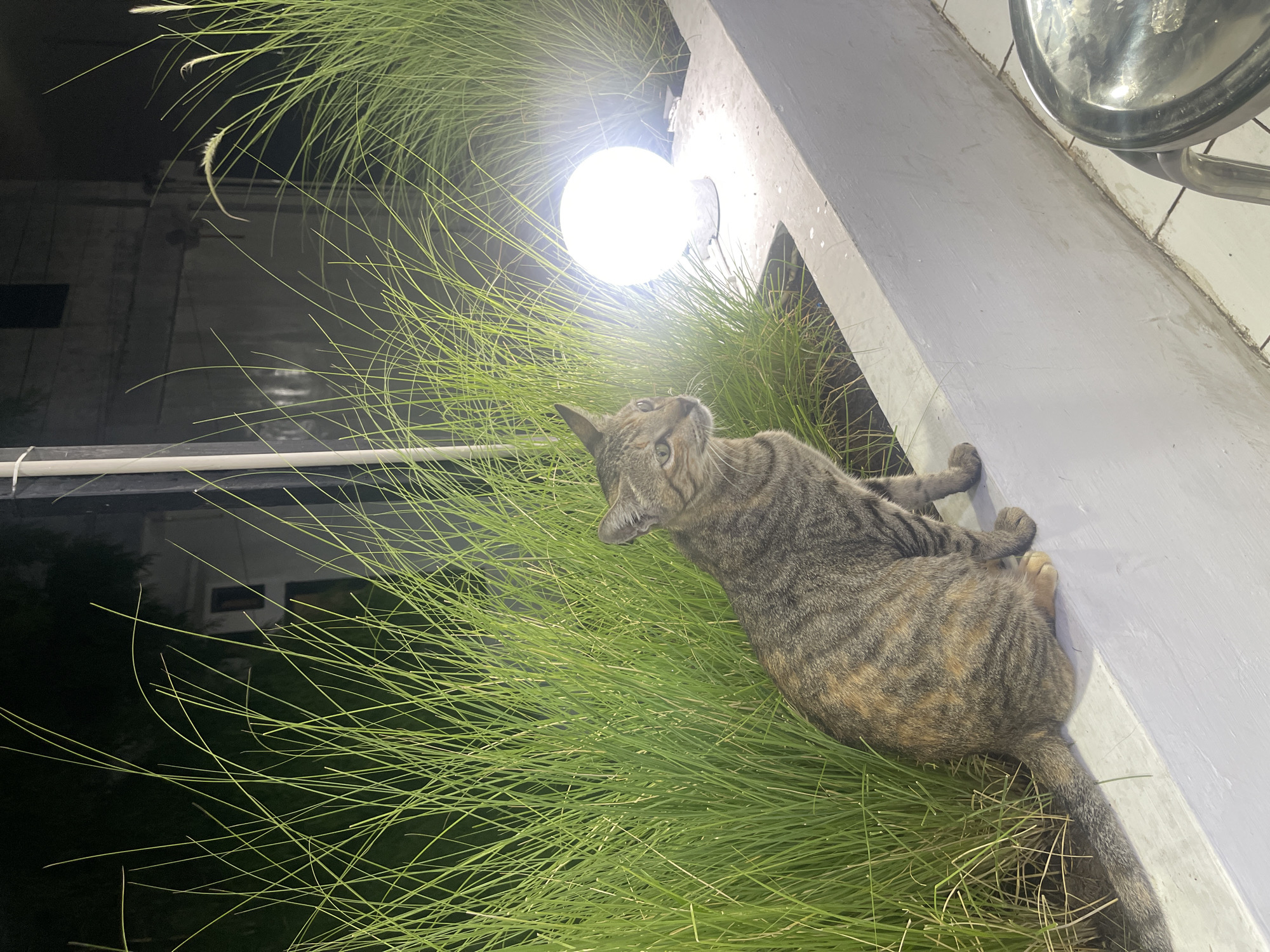 A tabby cat with grey, black, and orange stripes sits on a white concrete ledge in front of tall, green grass. To the right, a bright, spherical lamp illuminates the scene. The background is dark, with hints of a building and some indistinct structures. A metal table is partially visible in the foreground on the right. The setting appears to be an outdoor area, possibly a garden or patio, at night. This scene could be located in Banda Aceh, Indonesia, a city known for its tropical climate and lush vegetation.