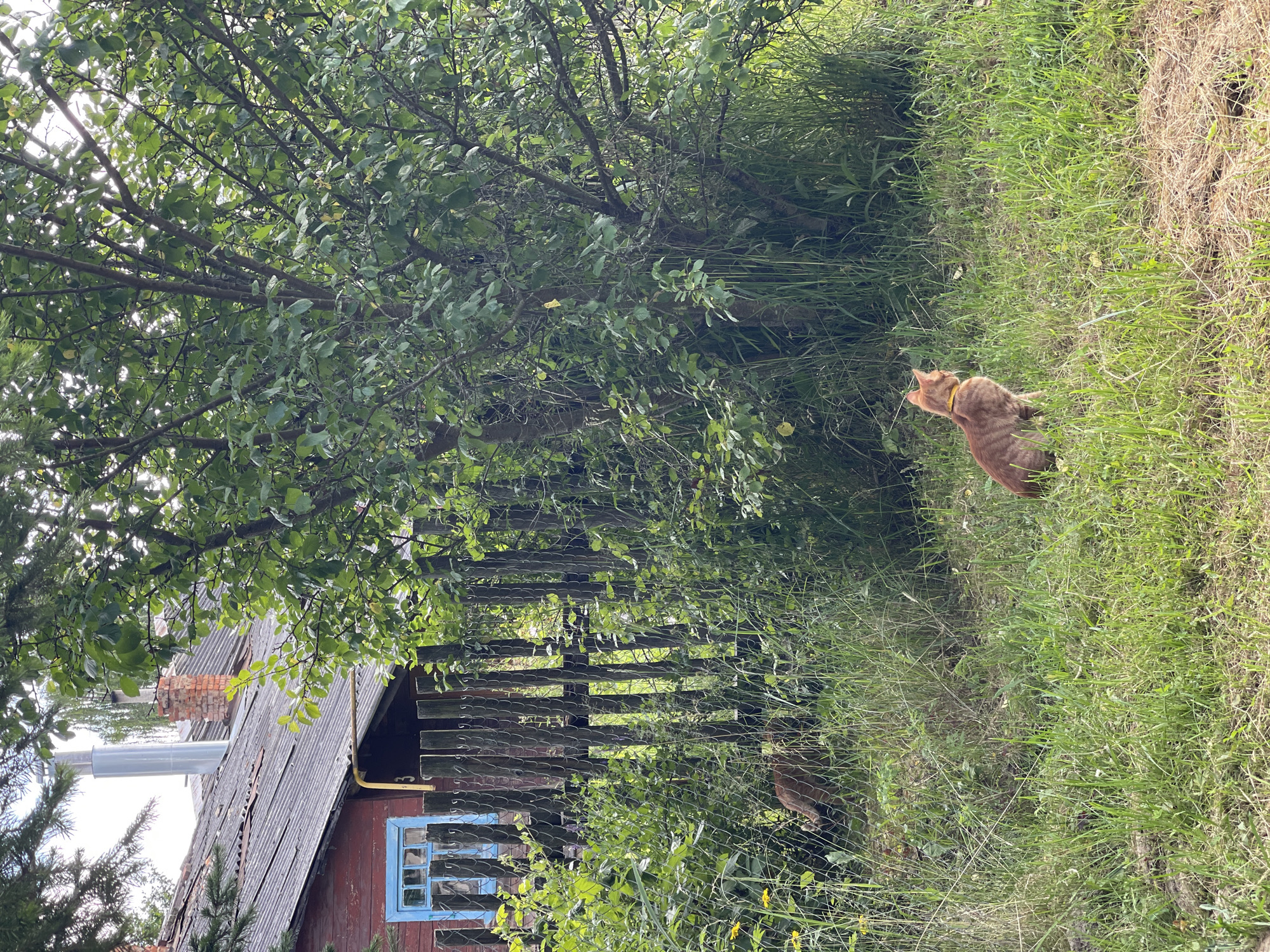 The image depicts a rural scene in Заречный, Russia, likely during daytime with natural light filtering through the trees. The focus is on a ginger cat with a yellow collar sitting in tall green grass, facing away from the camera and towards a wooded area. To the left, a rustic, weathered wooden house is partially visible. It has a corrugated metal roof, a brick chimney, and a blue-trimmed window. A wooden fence runs alongside the house, partially obscured by dense foliage. The overall atmosphere is serene and natural, suggesting a peaceful moment in a countryside setting. No text is visible in the image.