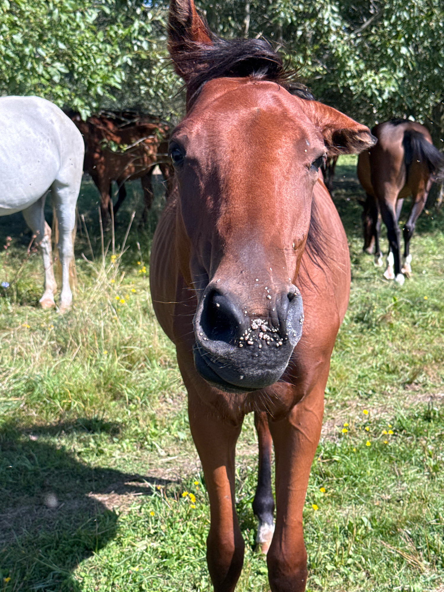 In Aukštieji Rusokai, Lithuania, a brown horse stands in a sunlit grassy field, its head and upper body filling the foreground of the image. The horse's muzzle is prominently featured, dotted with what appear to be small, light-colored specks. Behind the main subject, other horses are visible in various shades of brown and white, grazing or standing in the background. The environment is characterized by lush green grass with scattered yellow wildflowers and the dappled shade of trees. The overall impression is a pastoral scene on a bright, clear day.