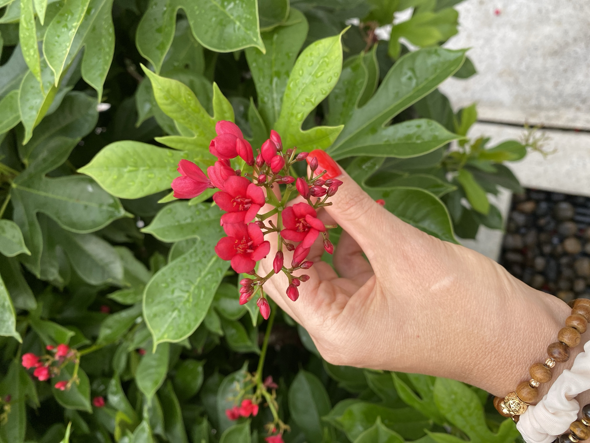 A person's hand, with red nail polish, is holding a cluster of small red flowers against a backdrop of lush green leaves. The leaves appear to be wet, suggesting recent rain or dew. The person is wearing bracelets on their wrist. The scene appears to be outdoors, possibly in a garden or park setting. The location is identified as Pattaya City, Thailand.