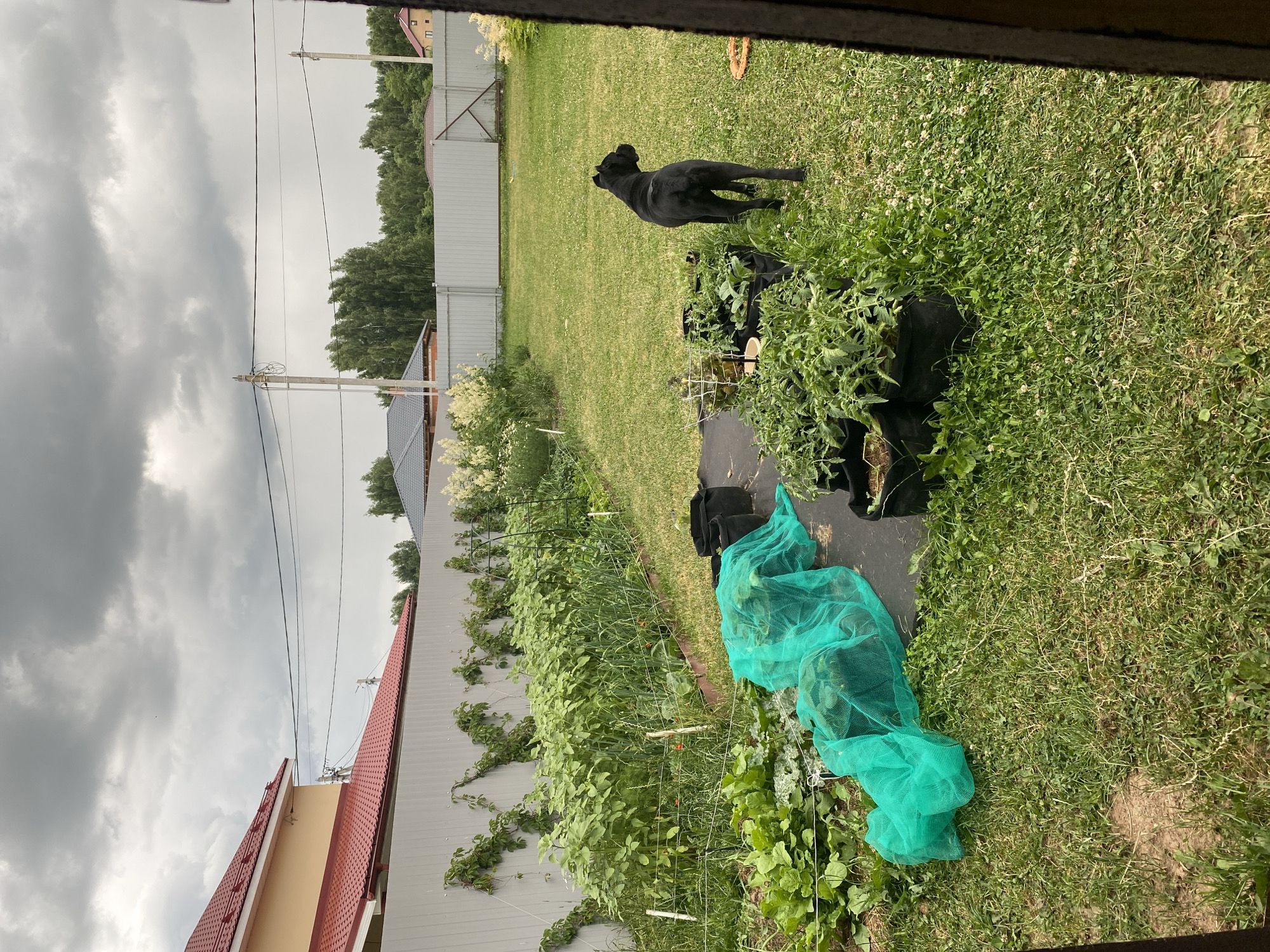 This is a medium shot, outdoor, eye-level photograph of a backyard on an overcast day. In the foreground, a black dog stands on a grassy lawn, facing away from the camera and towards a garden area. The garden features rows of leafy green plants, some of which are covered with green mesh netting. There are also black fabric grow bags visible in the garden.
In the background, a grey corrugated metal fence runs along the perimeter of the yard, separating it from neighboring properties. Beyond the fence, trees are visible, and a few houses with red-tiled roofs can be seen. Overhead power lines with utility poles are strung across the sky, contributing to the utilitarian feel of the scene.
The sky is filled with heavy, grey clouds, suggesting an impending storm or recent rain. The overall lighting is diffused and muted, consistent with overcast weather. The scene appears to be a residential backyard, likely in a suburban or rural setting, with the focus on the dog and the vegetable garden. No text is visible in the image.