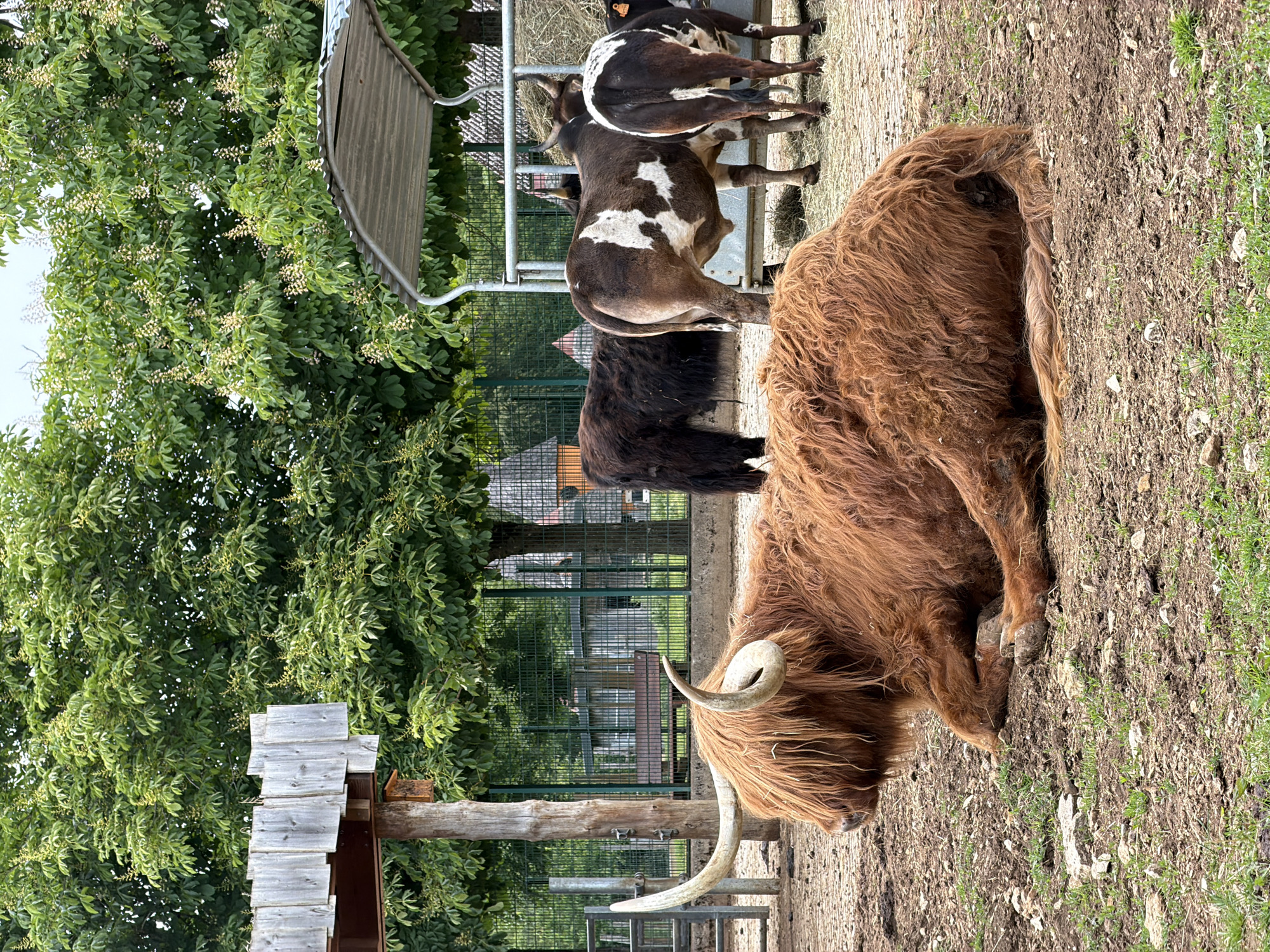 The scene depicts a pen of cattle, specifically Highland cattle, at the Escher Déierepark in Esch-sur-Alzette, Luxembourg. In the foreground, a large, brown Highland cow rests on the ground, its long, shaggy hair partially obscuring its face. Its prominent curved horns are visible. Behind it, several other cattle, including some with spotted coats, stand near a metal feeder. A wooden structure with a shingled roof is visible on the left, partially obscured by a leafy tree. A metal fence runs along the background, separating the cattle from a residential area with houses visible in the distance. The ground is a mix of dirt, gravel, and some patches of grass.