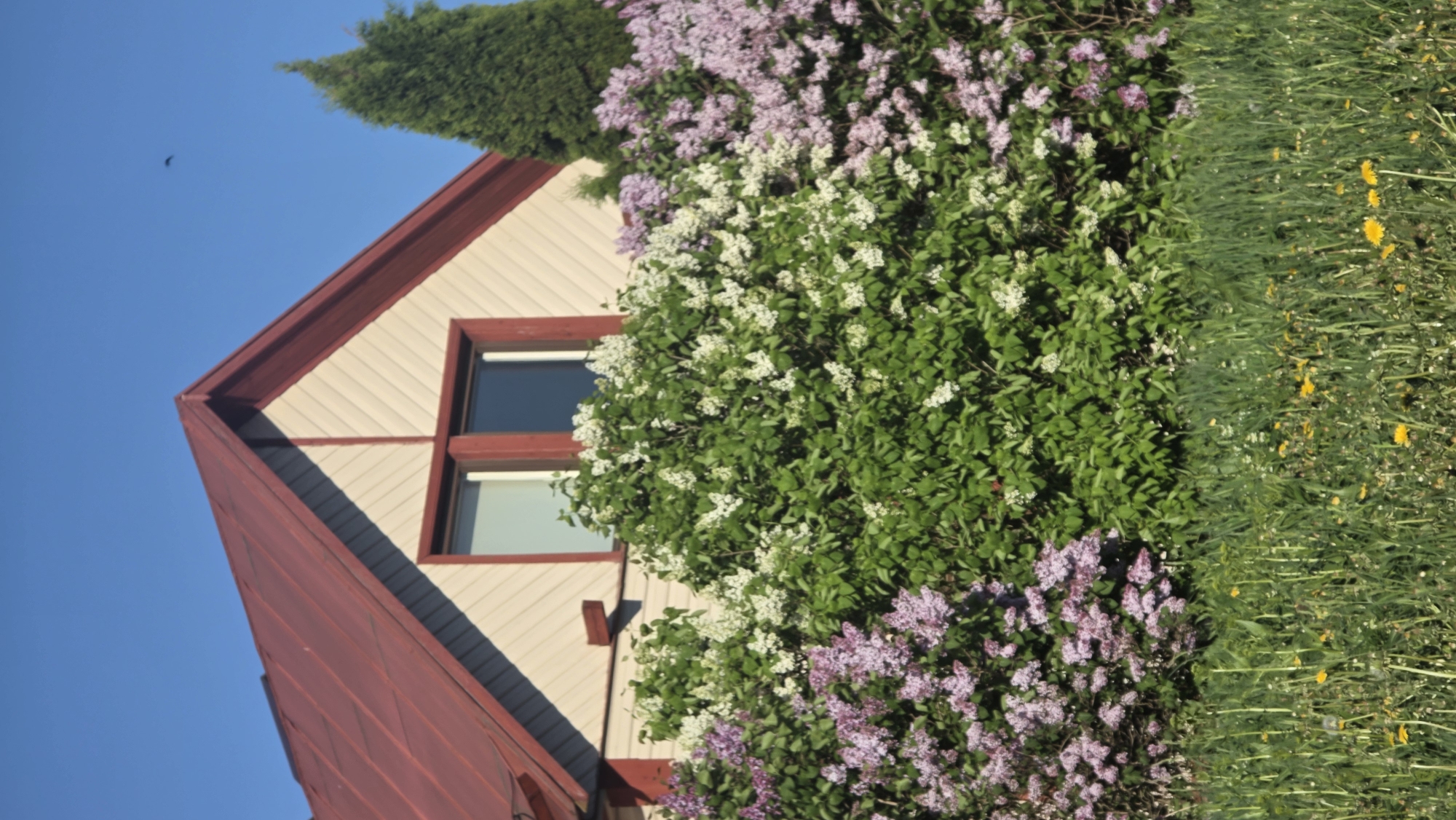 The image shows a building with a red roof and beige siding, obscured by flowering bushes of white and purple lilacs. A coniferous tree stands adjacent to the building. A field of green grass with yellow flowers is visible on the right side of the image. The sky is clear and blue. The location could be Gatchina, Russia, given the description.