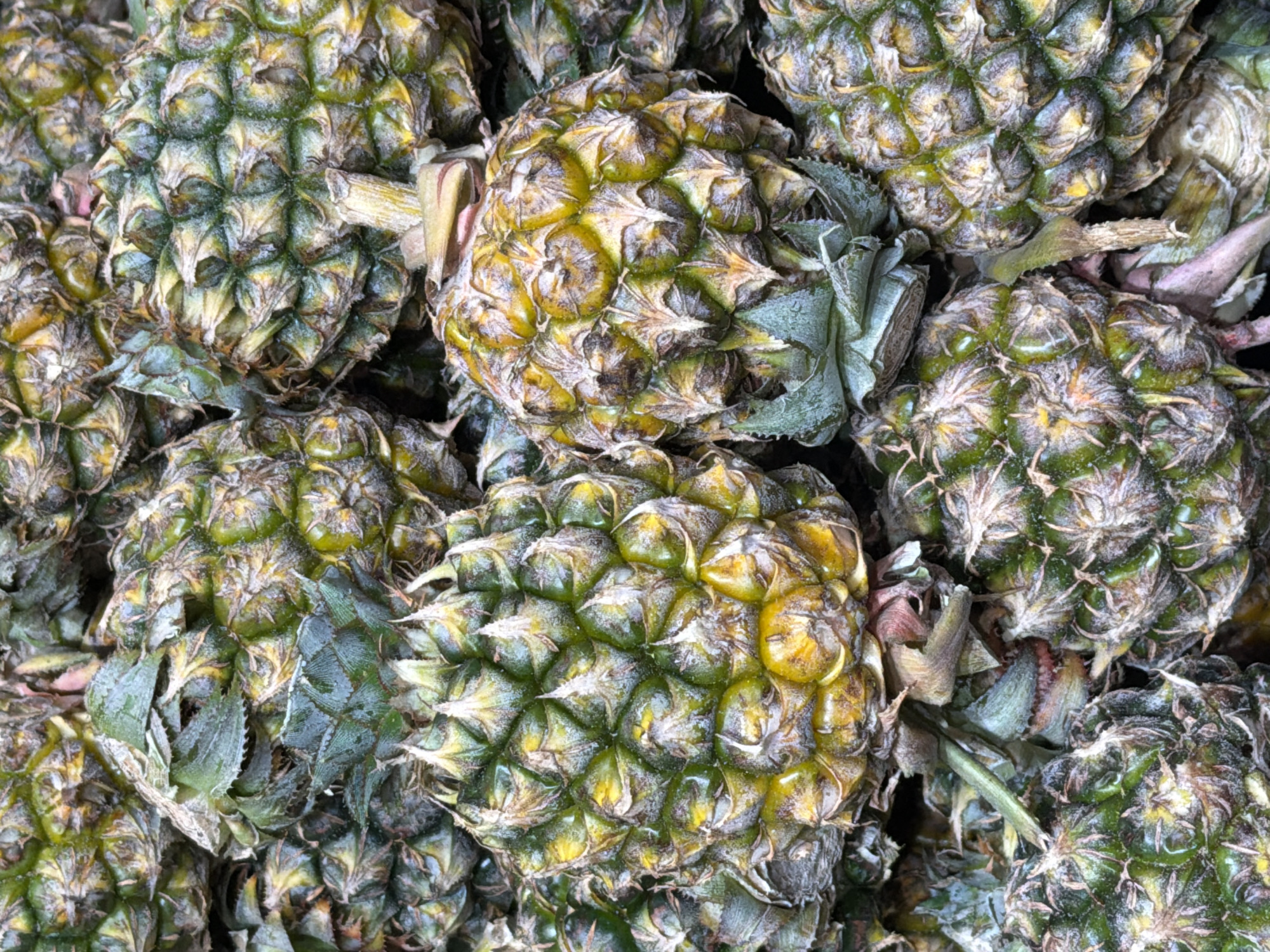 A close-up, overhead view showcases a pile of ripe pineapples, their textured green and yellow skins forming a dense mosaic. The pineapples, with their spiky crowns, are stacked closely together, obscuring much of the surrounding environment. The lighting is diffuse, highlighting the intricate patterns of the fruit. There are no people visible in the image. The scene appears to be a market stall or grocery display in Baan Chaweng, Thailand, where such tropical fruits are commonly found.