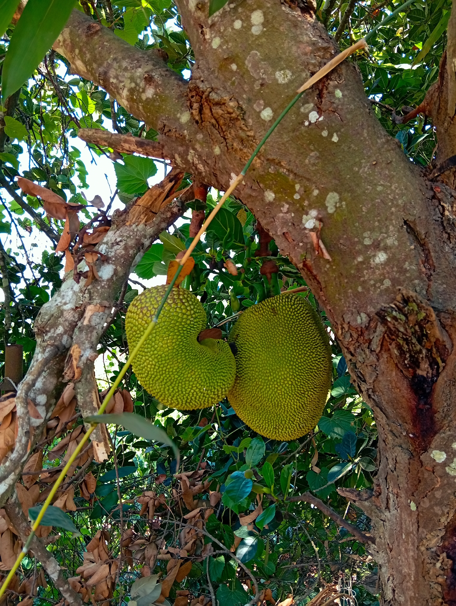 The image shows two jackfruits hanging from a tree, likely in Phú Bình, Vietnam. The jackfruits are green, covered in small bumps. The tree trunk is thick and textured with light and dark brown bark. Some leaves and twigs are visible around the jackfruits and tree. A thin green stick is leaning against the trunk. The sky is visible through the branches.