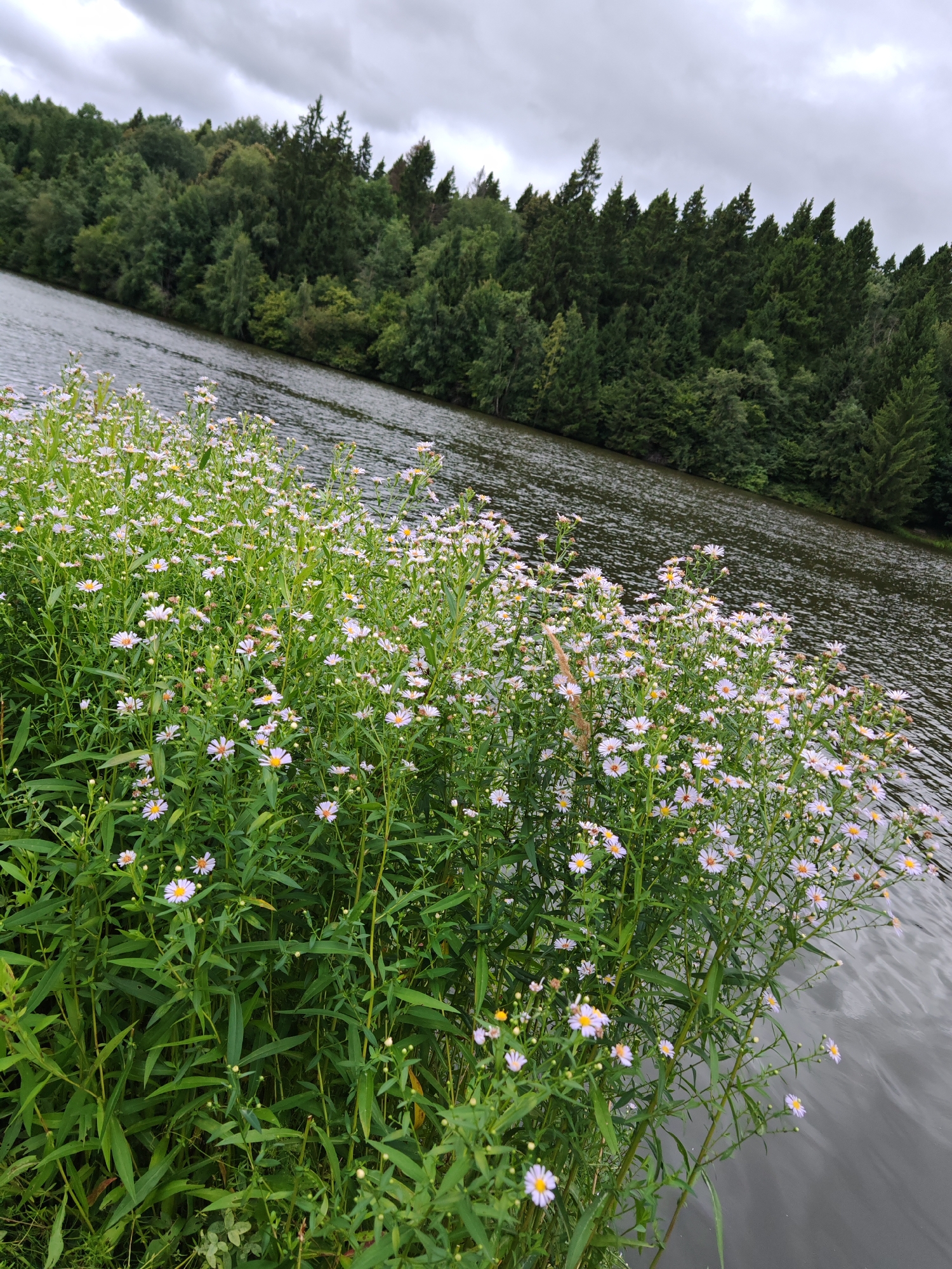 The image captures a serene waterside scene in Росинка Кп, Russia, characterized by lush greenery and a calm body of water. In the foreground, a dense cluster of small white wildflowers with yellow centers grows abundantly, their delicate petals reaching towards the viewer. The flowers are interspersed with tall, slender green stalks and leaves, creating a vibrant natural carpet.
Beyond the flowers, a dark body of water stretches into the background, its surface rippled by a gentle breeze, reflecting the overcast sky. The water is bordered by a steep incline densely populated with a variety of evergreen trees. These trees form a thick forest canopy that dominates the middle ground and background of the image. The sky above is a uniform, muted gray, indicating a cloudy or overcast day. The overall impression is one of natural tranquility and undisturbed wilderness.