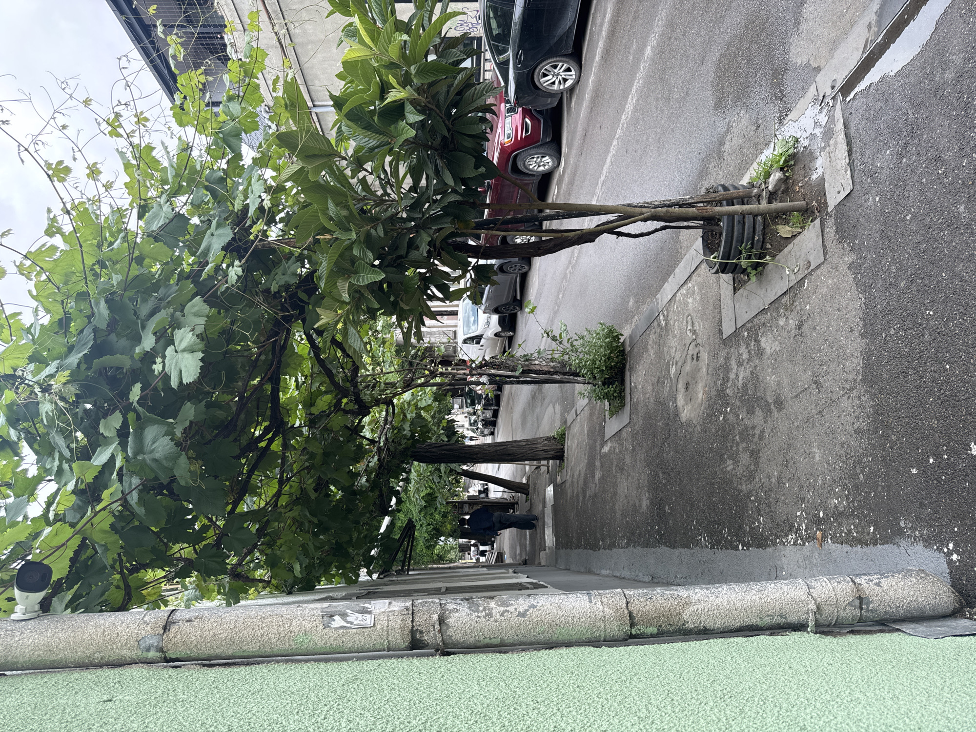 The image shows a street scene in Tbilisi, Georgia, with a focus on a sidewalk lined with trees and a street with parked cars. A person wearing a dark jacket and pants is walking away from the camera on the sidewalk. The sidewalk is made of concrete and has some debris on it. The street is paved and appears wet, suggesting recent rain. Several cars are parked along the street, including a red SUV and a black sedan. The buildings in the background are multi-story structures. There is also a drainage ditch running along the side of the street. A security camera is visible mounted on a pipe next to a green building on the left side of the image. The overall impression is of an urban environment with signs of everyday life.
