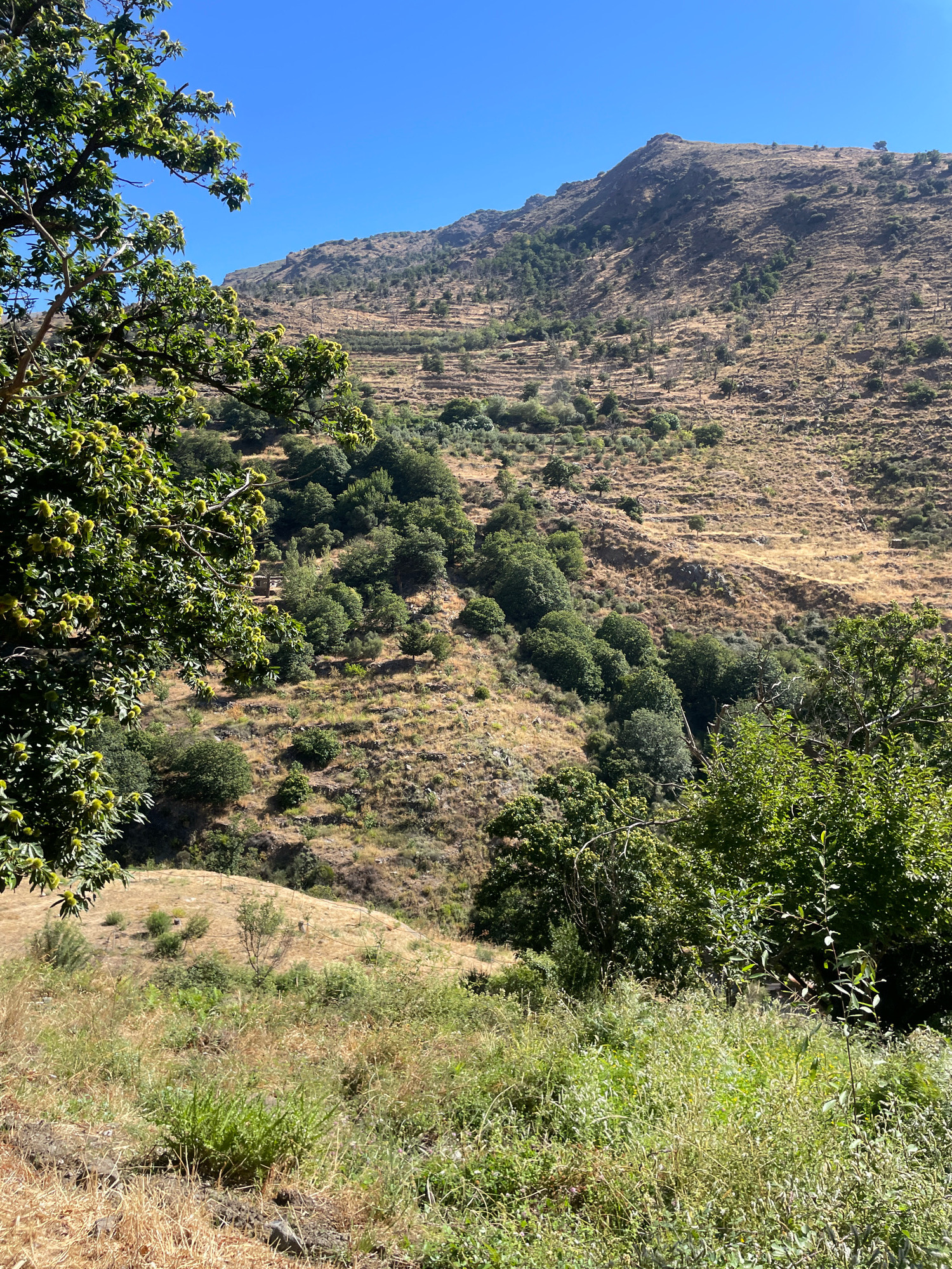 The image depicts a terraced hillside in Lanjarón, Spain, bathed in bright sunlight under a clear blue sky. In the foreground, lush green trees with spiky green fruits, likely chestnuts, dominate the left side of the frame. The midground reveals a scrubby, dry hillside with scattered green trees and bushes, interspersed with areas of dry grass and earth. The terraced landscape suggests agricultural use, with visible retaining walls forming distinct levels. Further up the hill, more trees and dry vegetation continue towards the mountain peak. The overall impression is one of a rural, Mediterranean landscape in a dry season. There are no people or animals visible in the image.