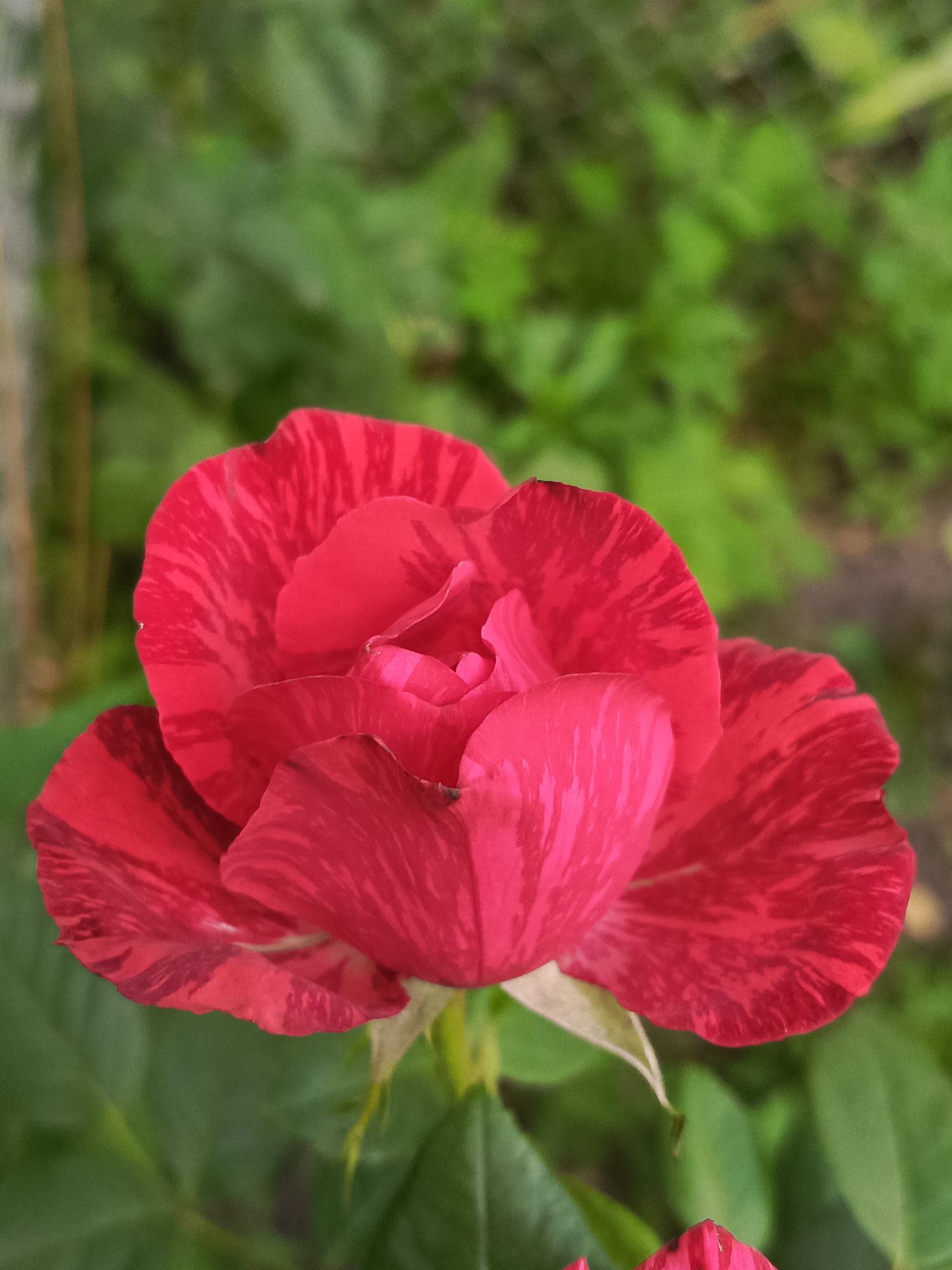 A close-up, vertical shot features a vibrant red rose with streaks of darker red and pink. The rose is in bloom, with its petals unfurling to reveal a lighter, almost white center. The background is softly blurred, showing lush green foliage, suggesting an outdoor setting like a garden. The lighting is natural, highlighting the texture and color of the rose.