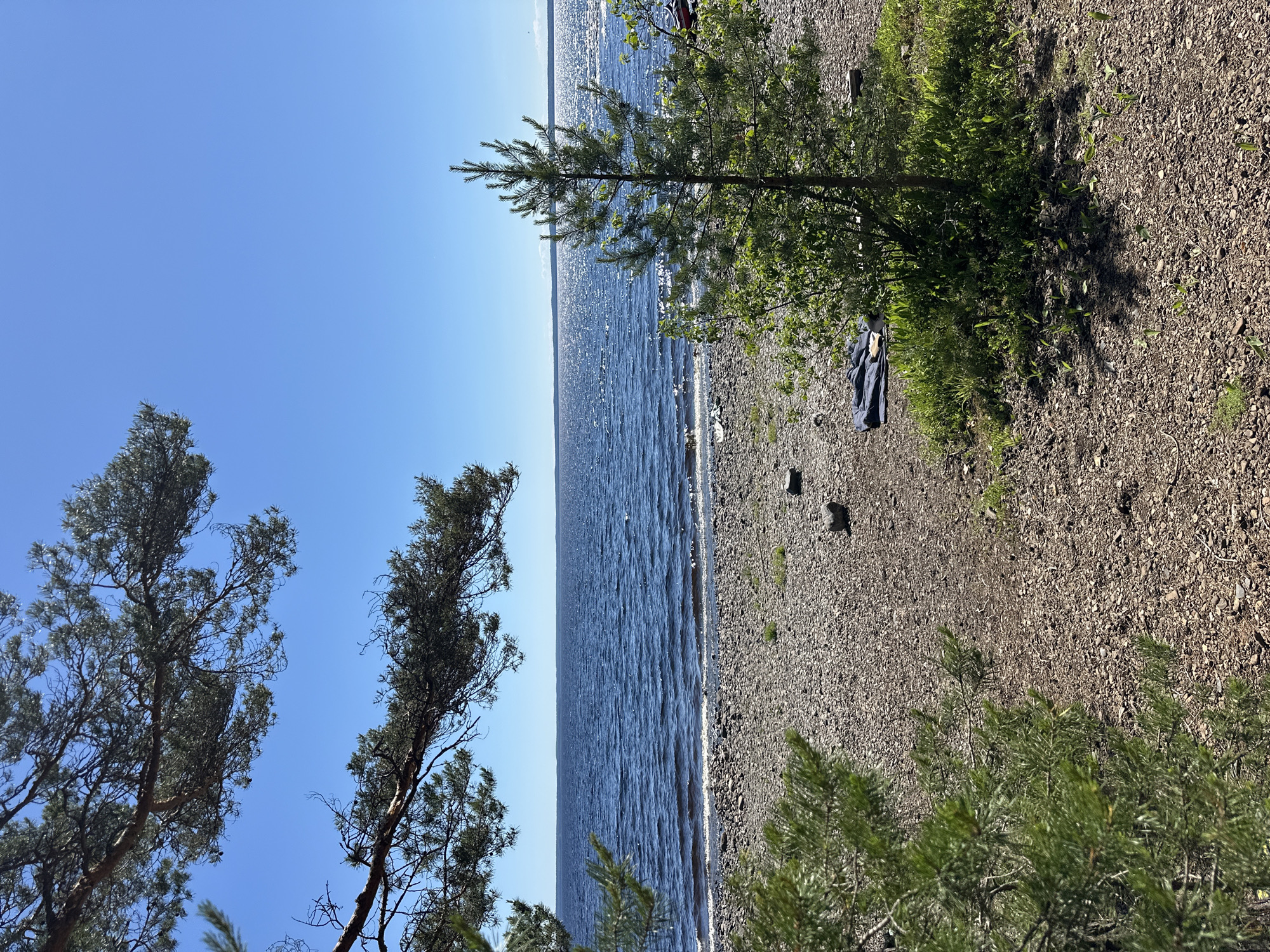 An eye-level shot captures a serene lakeside scene in Soanlakhti, Russia, on a bright, sunny day. The foreground is dominated by a pebble-strewn beach and the verdant branches of pine trees framing the view. In the middle ground, a small pine sapling stands near a dark blue blanket or mat laid out on the pebbles. Beyond the beach, the calm, dark blue water of a lake stretches to the horizon, shimmering under the sunlight. The sky above is a clear, vibrant blue.