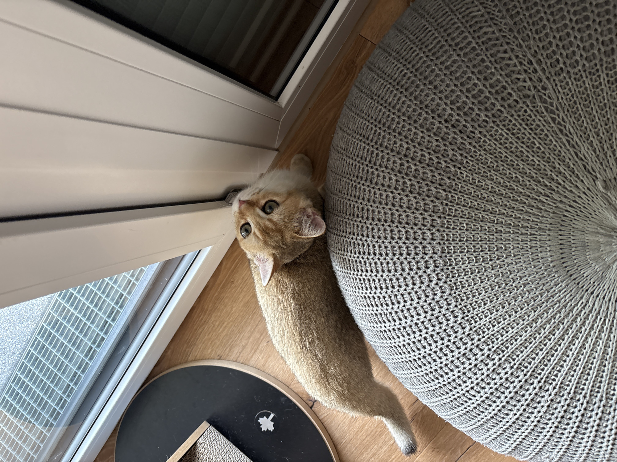 A ginger cat is lying on a wooden floor next to a large grey knitted pouf and a white framed window with blinds. The cat is looking up towards the camera with its eyes wide open. To the left of the cat, there is a round black object with a scratchpad attached to it. The scene appears to be indoors, likely in a home, given the presence of furniture and a pet. The lighting suggests it could be daytime, as natural light is coming through the window. The overall mood is relaxed and domestic.