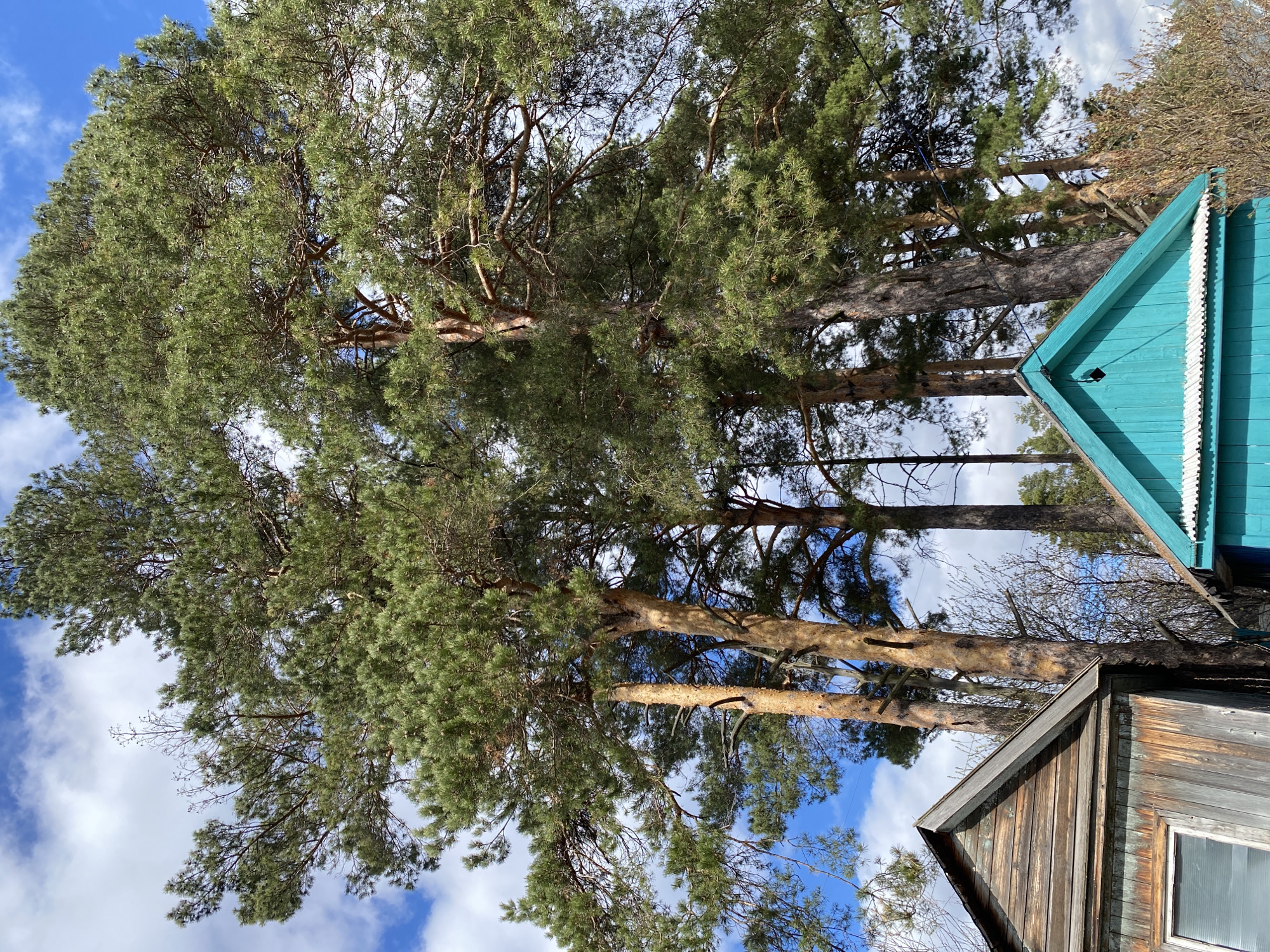 The image depicts a low-angle view looking up at tall pine trees in Chaikovsky, Russia, adjacent to a weathered wooden building. The sky is visible through the branches, with scattered white clouds against a blue background. The building has an aqua-colored roof section with decorative white trim. A lower portion of the building features aging wooden planks and a small window. The trees are the dominant feature, their trunks and branches extending upwards, covered in green needles.