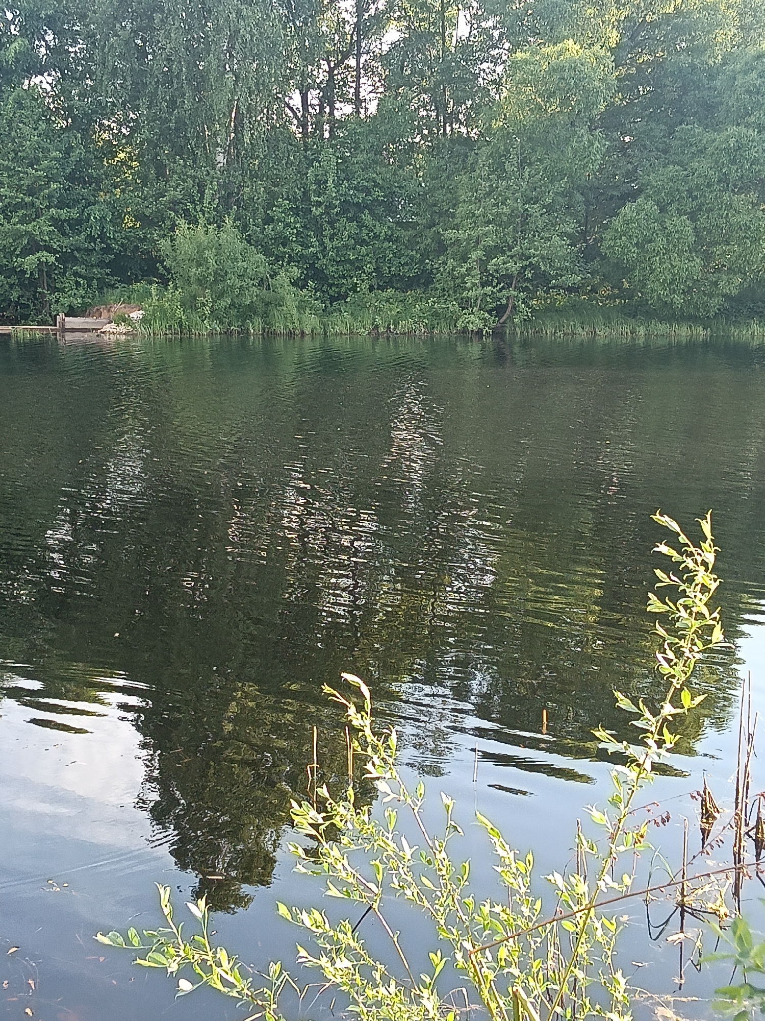 The image shows a tranquil scene in Красный Маяк, Russia. A body of water, possibly a lake or a river, fills the majority of the frame. The water surface is disturbed by small ripples, reflecting the surrounding trees and sky. In the background, dense foliage of various green trees forms a natural border. A small wooden dock is visible on the left side. In the foreground, a few young branches of a plant with light green leaves and slender stalks rise from the water.