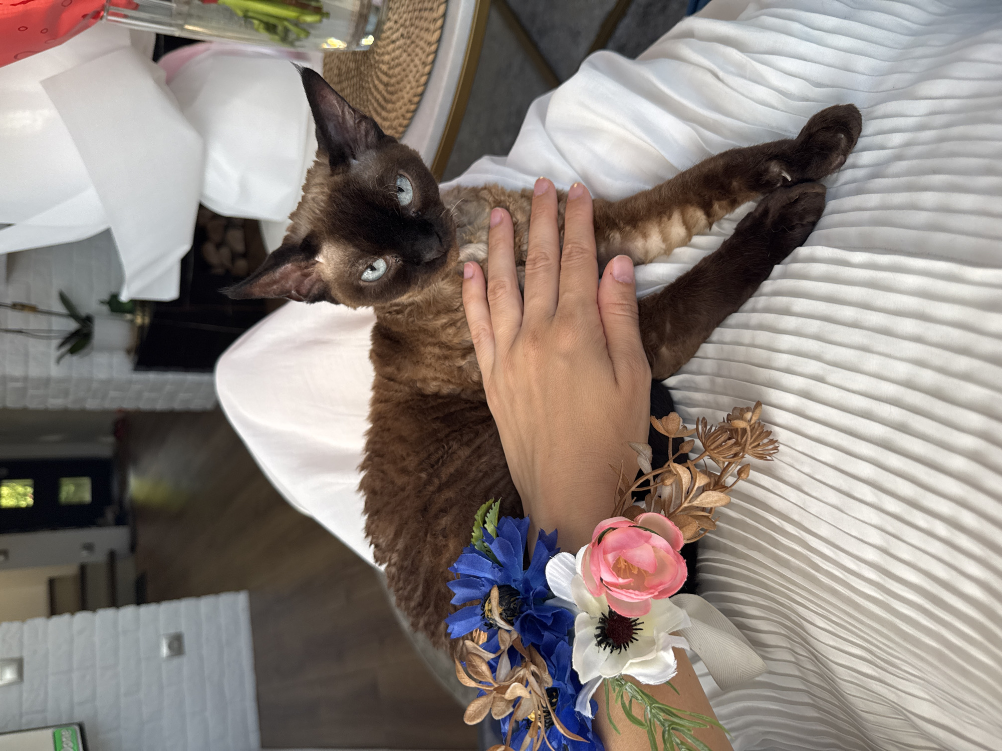 The image shows a close-up of a person's arm and a brown cat with blue eyes. The cat is lying on a white, pleated surface, possibly a dress or fabric. The person's hand is resting on the cat's body, and the arm is adorned with a wrist corsage made of artificial flowers, including pink, white, and blue blooms, along with some dried floral accents. The background is blurred but suggests an indoor setting with wooden flooring and some decorative elements. The lighting appears to be natural, possibly from a window. The overall mood is calm and intimate.