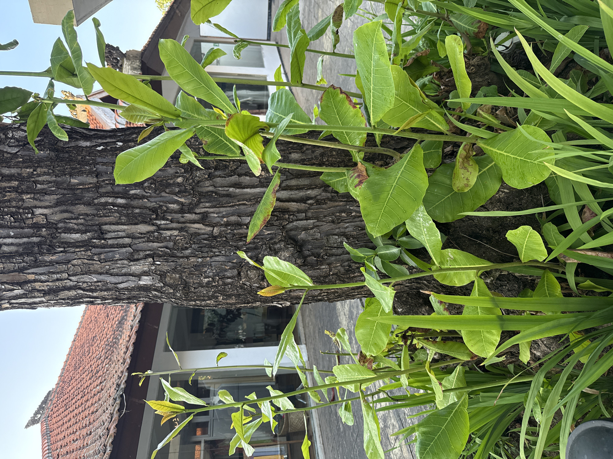 A close-up, eye-level, vertical shot captures a tree trunk with surrounding vegetation in front of a building in Kuta Selatan, Indonesia. The tree's bark is rough and dark gray. Several bright green plants with large, broad leaves grow around the base of the tree, some with reddish-brown spots on their leaves. Thin, green grass-like plants are also visible in the foreground. In the background, a building with a red tile roof and white walls is partially visible, along with a clear sky. The scene is well-lit with natural daylight.