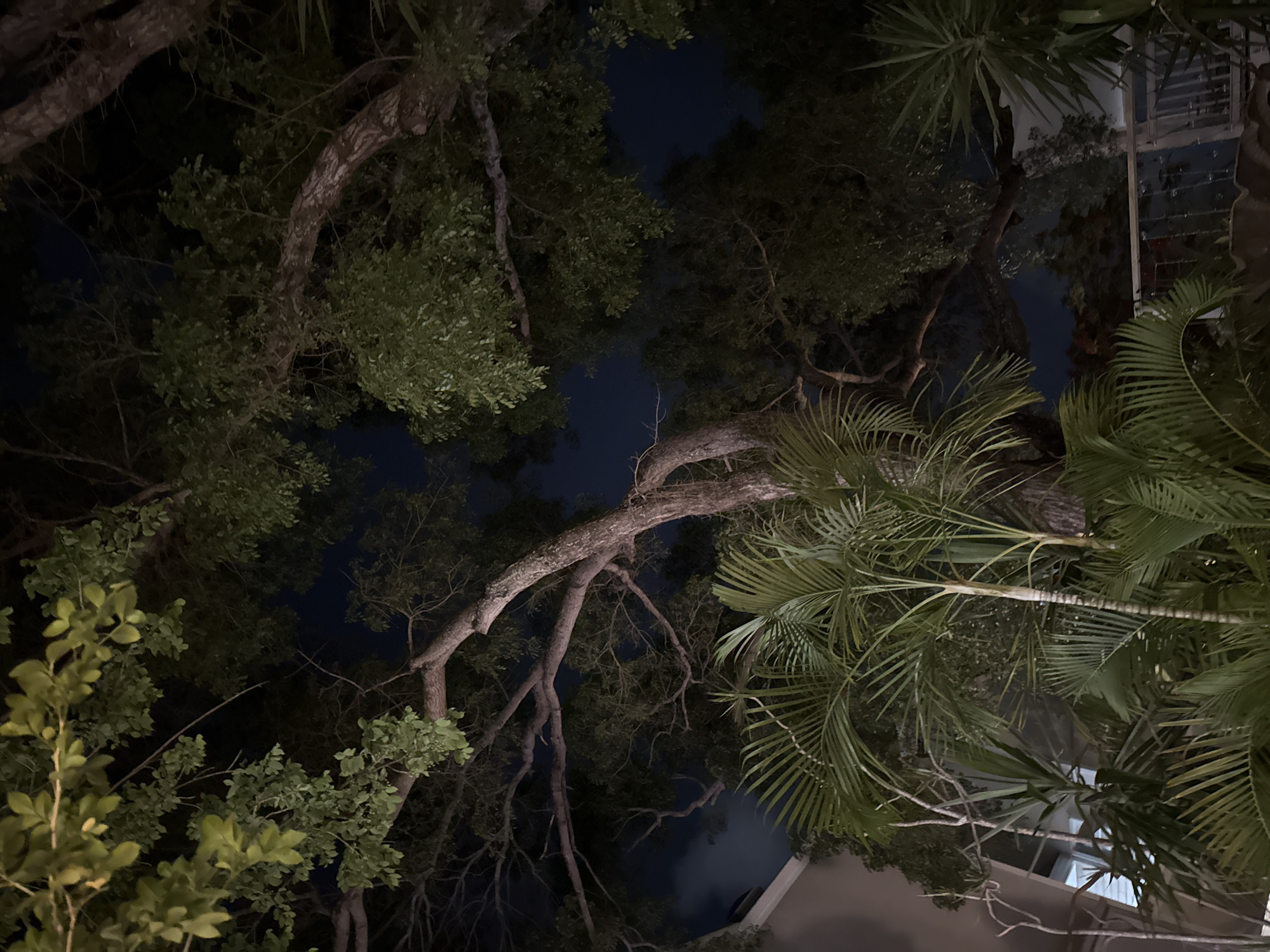 A nighttime shot of lush tropical foliage in Key West, Florida, features a mix of palm trees and large, leafy trees. The sky is dark blue, with hints of clouds visible between the branches. The scene appears to be a residential backyard or garden area, with a portion of a building visible on the left and a railing in the foreground, suggesting an outdoor living space. The lighting is dim, casting a moody atmosphere over the scene.
